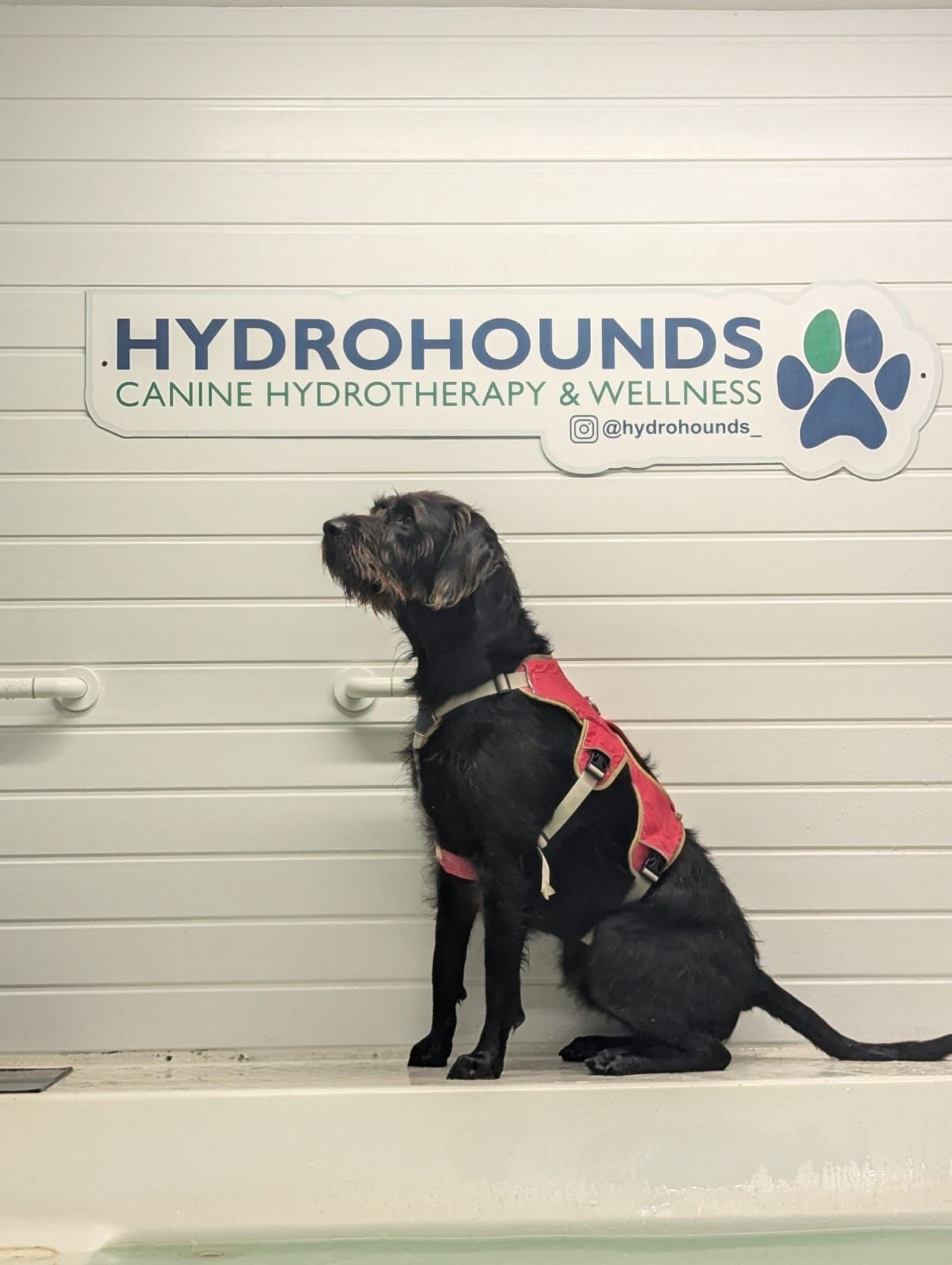 Dog sitting on a platform at a wellness center with a sign that reads 'HydroHounds Canine Hydrotherapy & Wellness', featuring a paw print logo at at Hydrohounds Canine Hydrotherapy & wellness centre
