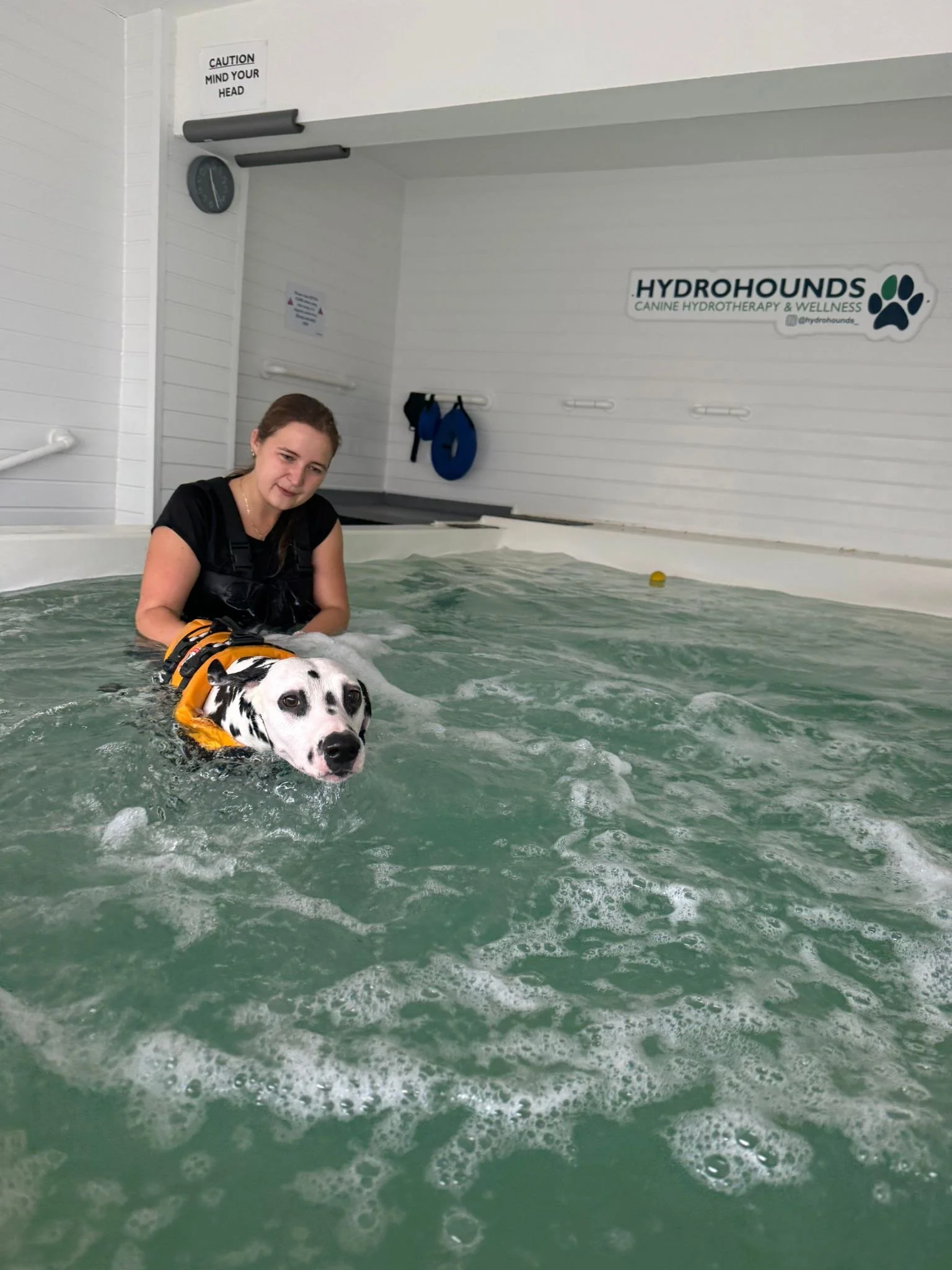 A woman in a black shirt and a Dalmatian dog in a yellow life vest in a hydrotherapy pool at Hydrohounds, a canine hydrotherapy and wellness center.