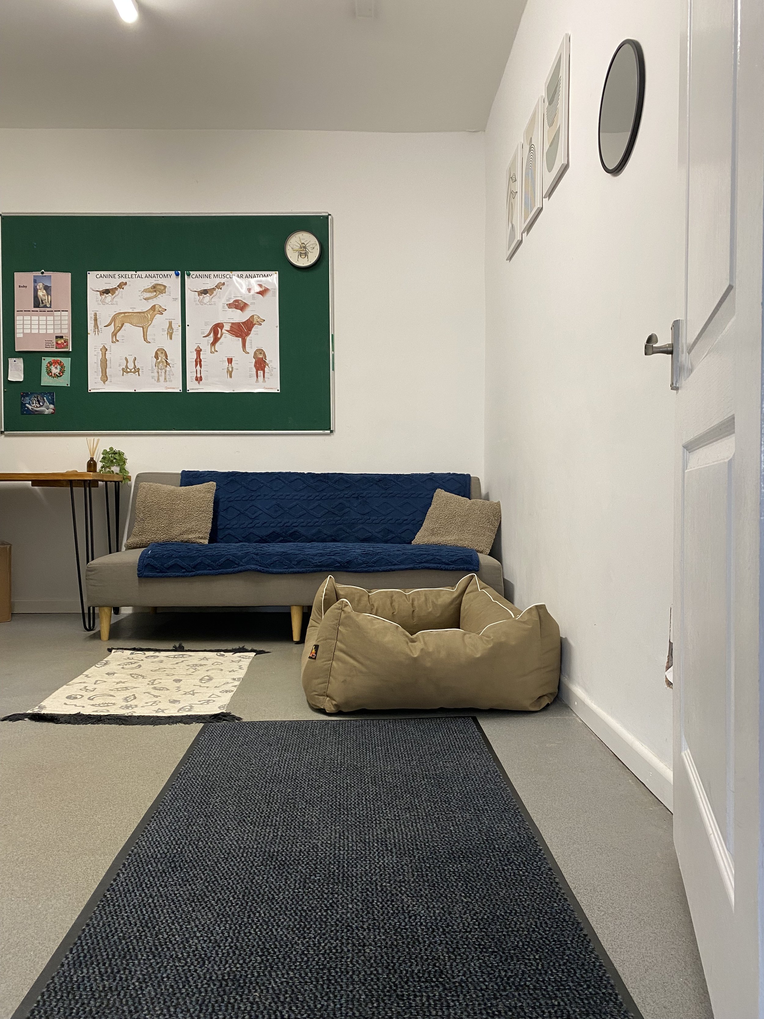A veterinary physiotherapy room with a beige pet bed and small black rug in the foreground, a gray sofa with a blue cover and two beige pillows in the background with anatomy posters.