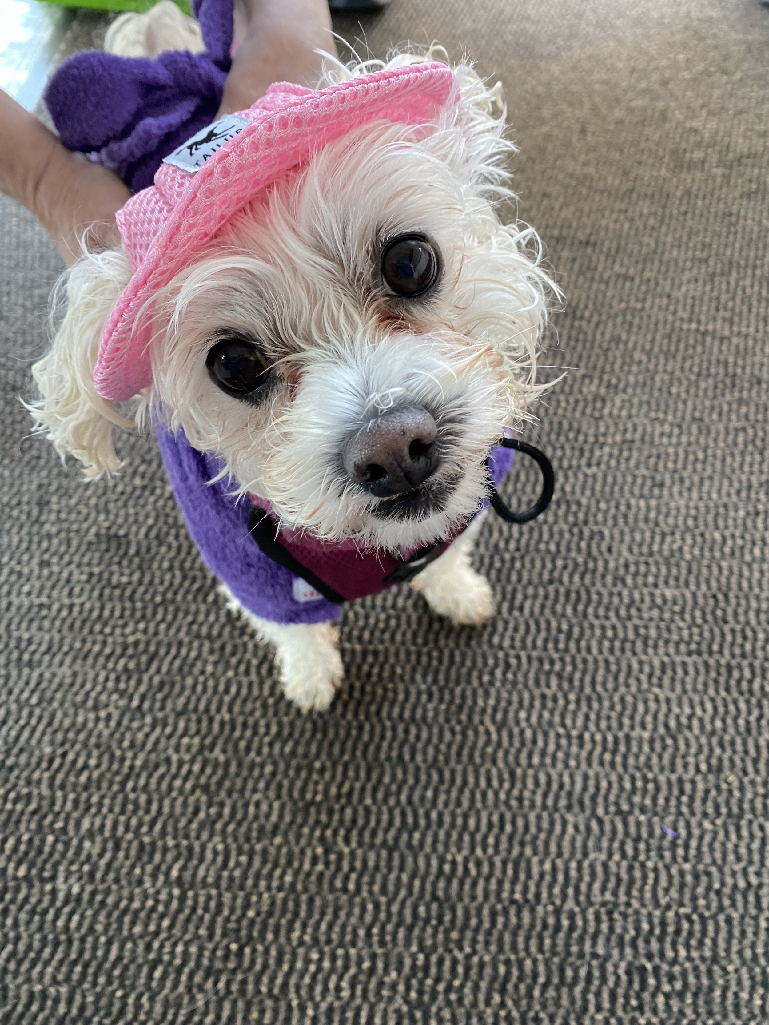 A small white dog wearing a pink hat, purple sweater, and pink harness, standing on a carpeted floor and looking up at the camera.