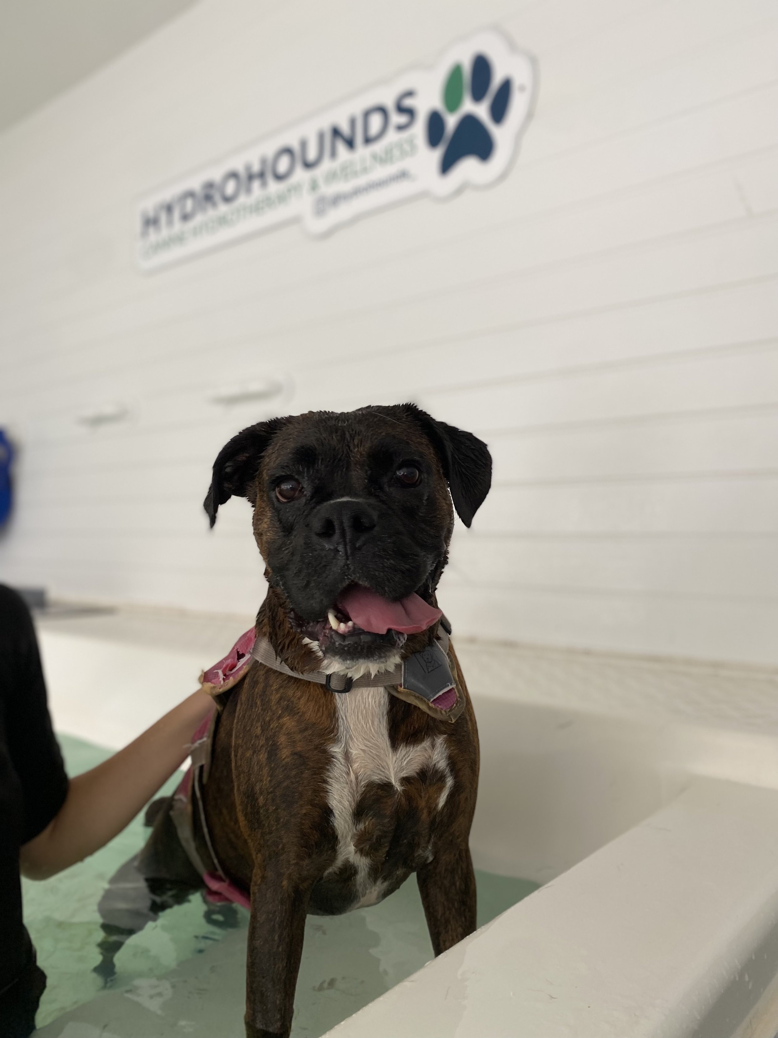 Dog in a bathtub at HydroHounds, with a sign on the wall behind. In dog hydrotherapy & veterinary physiotherapy facility.
