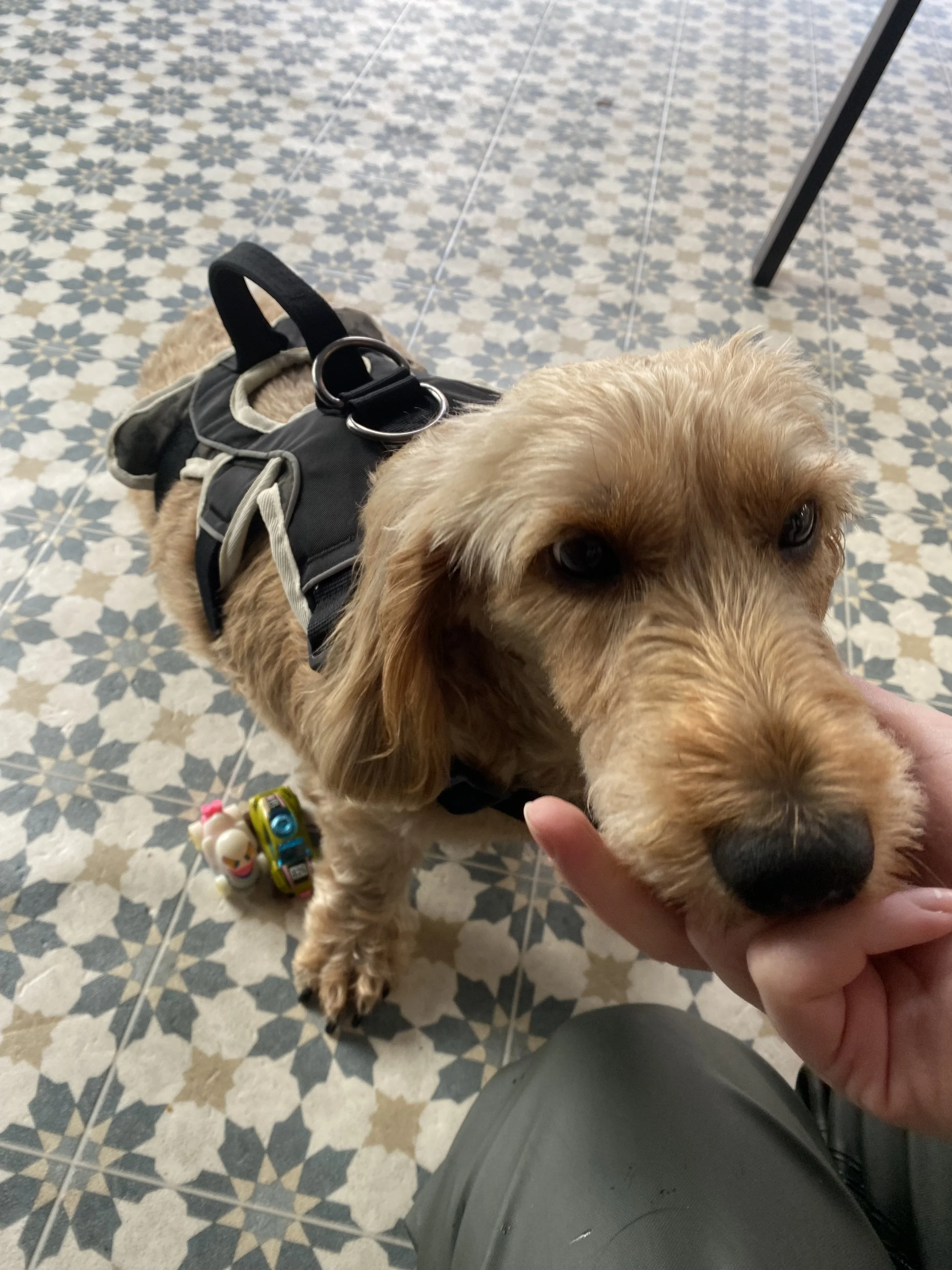 Close-up of a tan dog with floppy ears wearing a harness, being petted on the chin, on a patterned tiled floor at Hydrohounds Canine Hydrotherapy & wellness centre