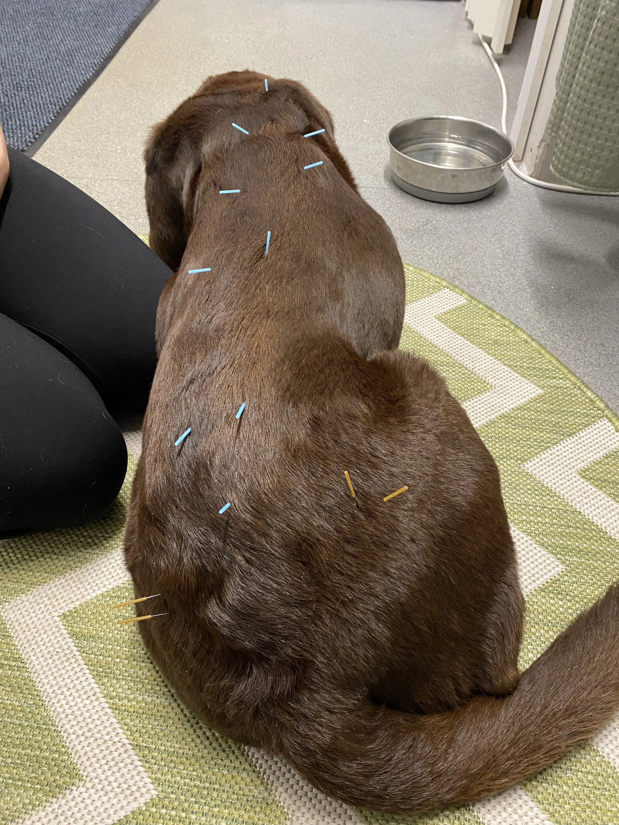 A brown dog  doing acupuncture treatment, with acupuncture needles inserted along its back and neck at Hydrohounds Canine Hydrotherapy & wellness centre