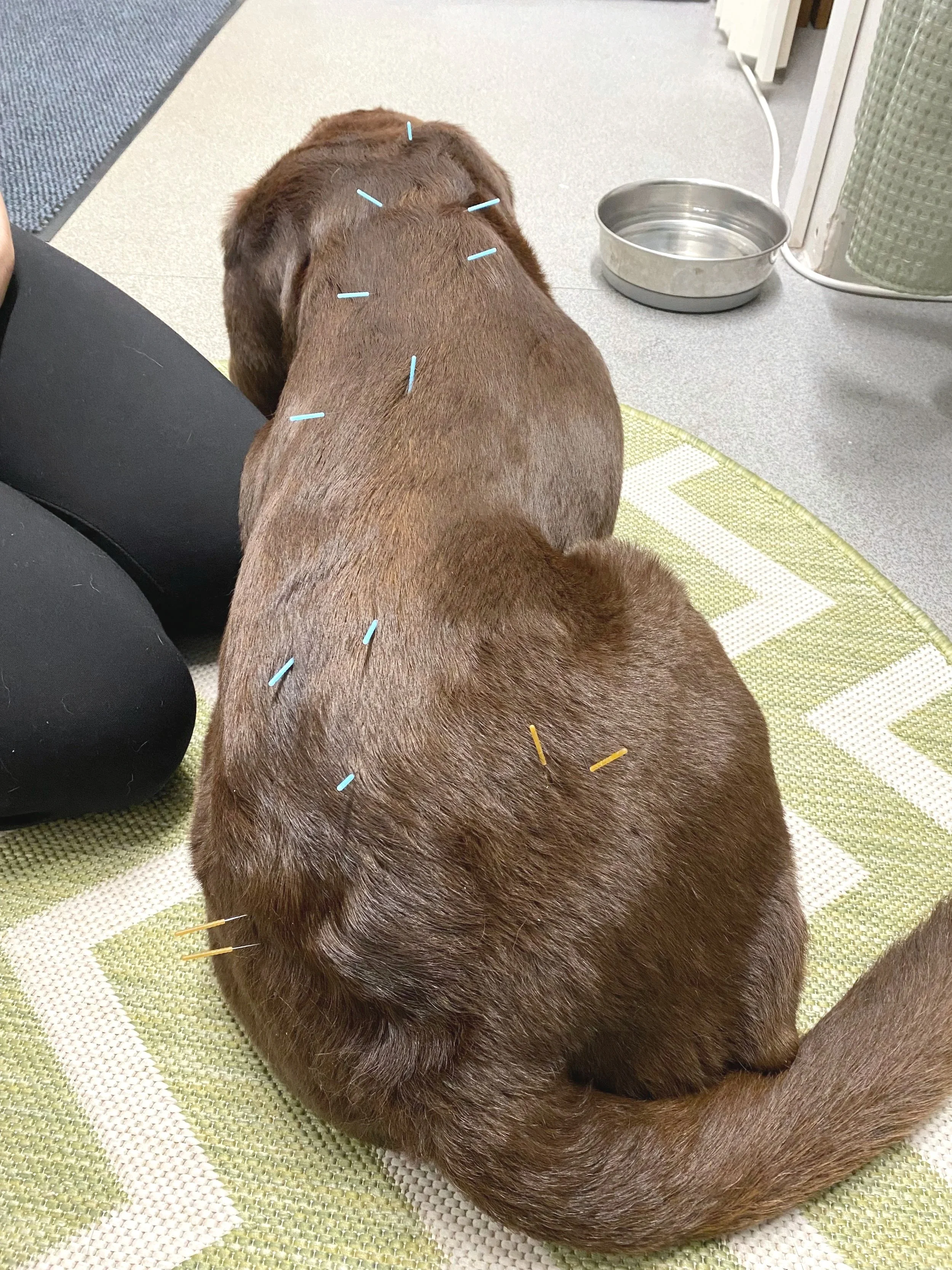 Dog undergoing vet-led pain clinic, acupuncture and veterinary physiotherapy treatment at Hydrohounds Hydrotherapy based in Stockport and Greater Manchester.