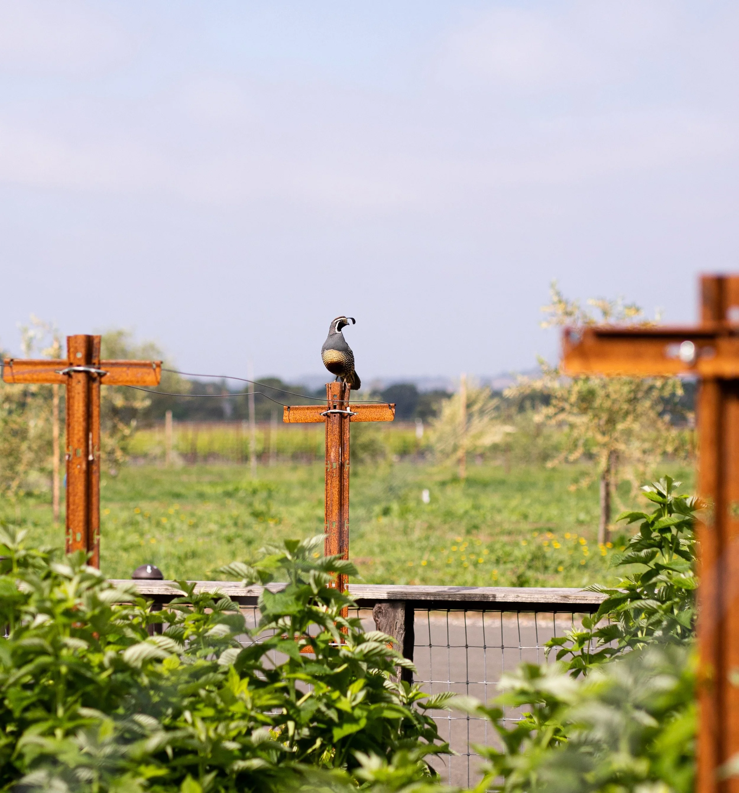 Quail in Annie's Garden, Napa, CA.jpeg