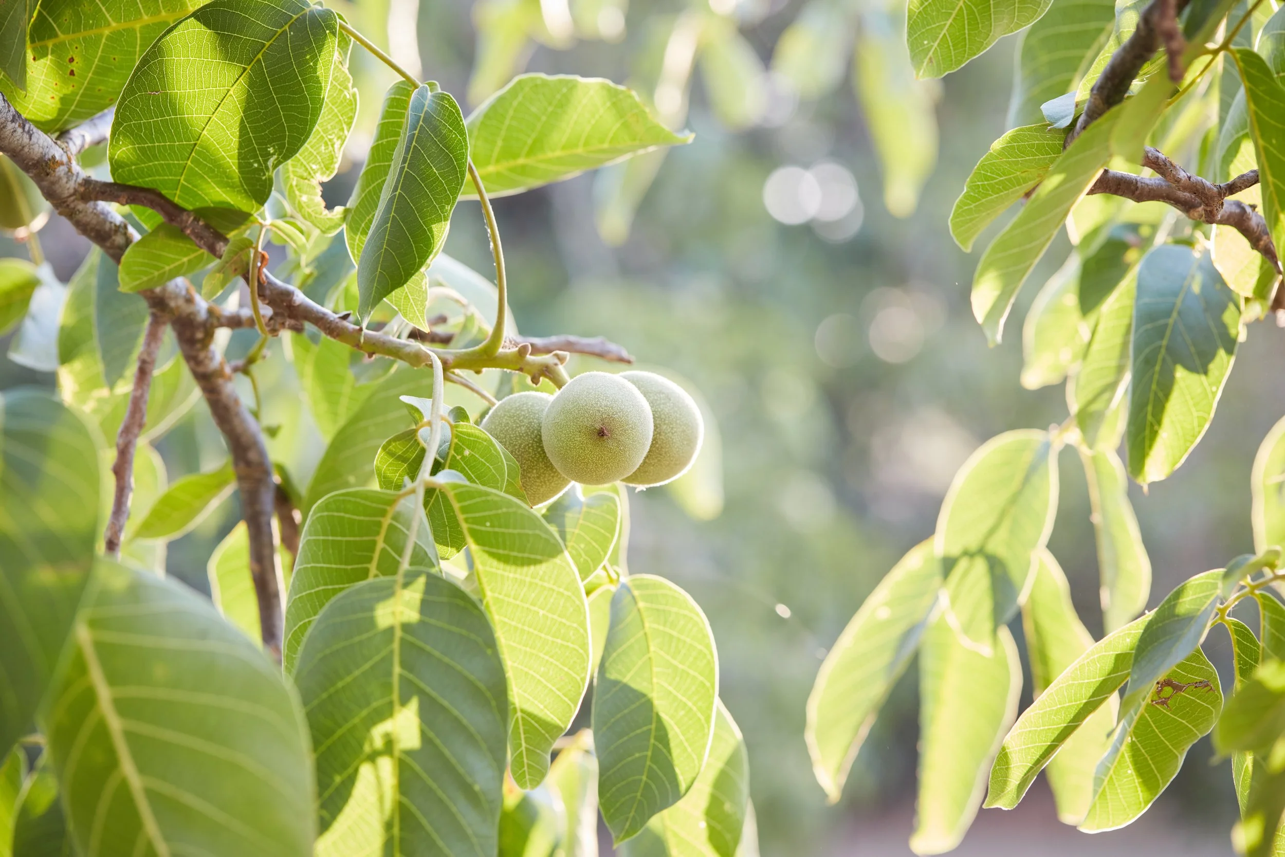 Favia_2024_0711_218 Website.jpg