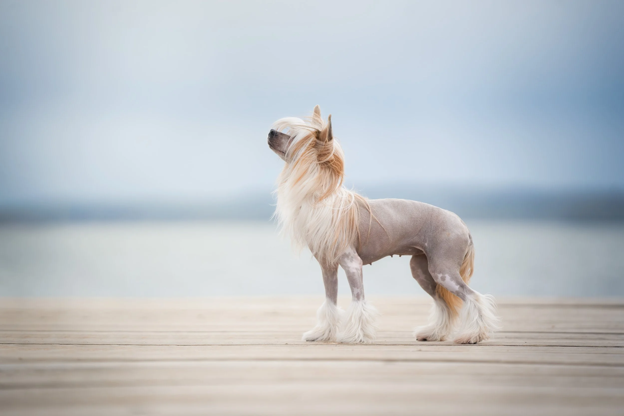 A Chinese Crested dog standing on a wooden deck by the water, with a cloudy sky in the background.
