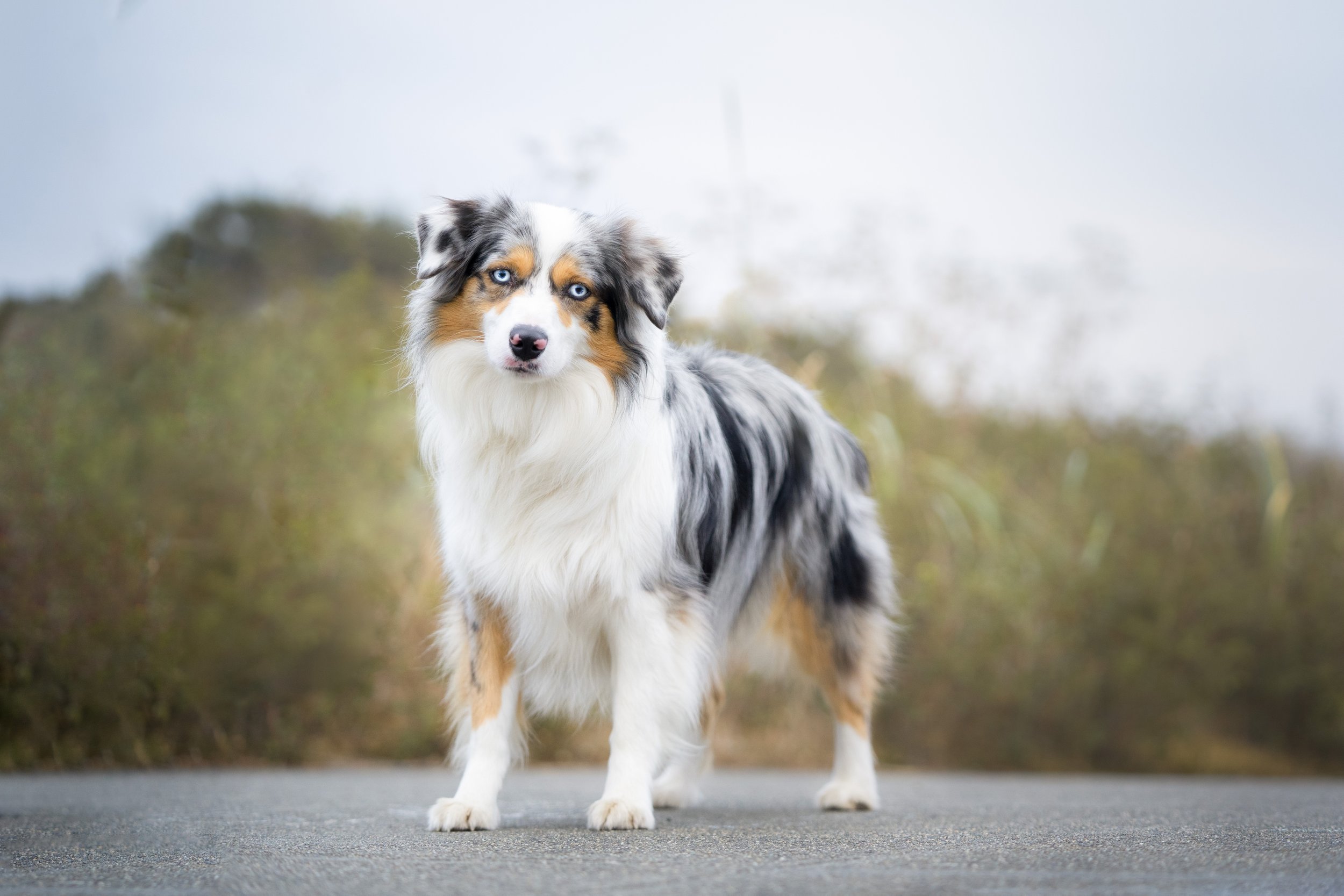 An Miniature American Shepherd with blue eyes standing on a paved surface outdoors with blurred shrubbery in the background.
