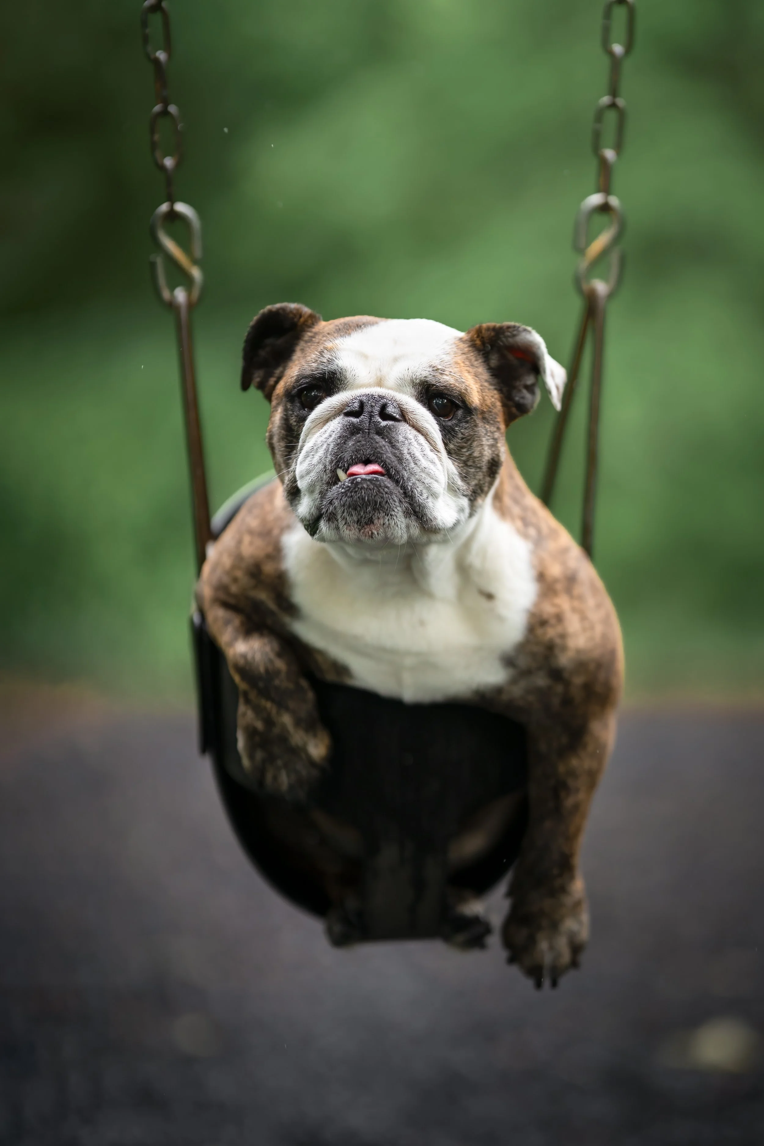 A bulldog sitting on a swing in a park with a blurred green background.