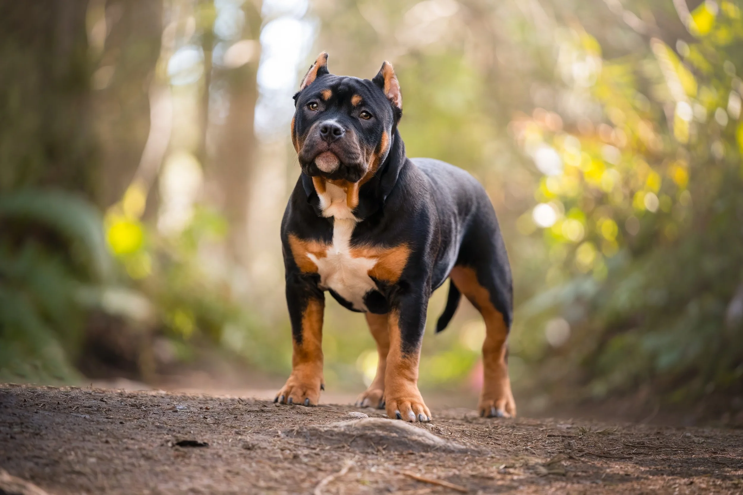 An American Bully, standing on a dirt path in a forest with trees and sunlight in the background.