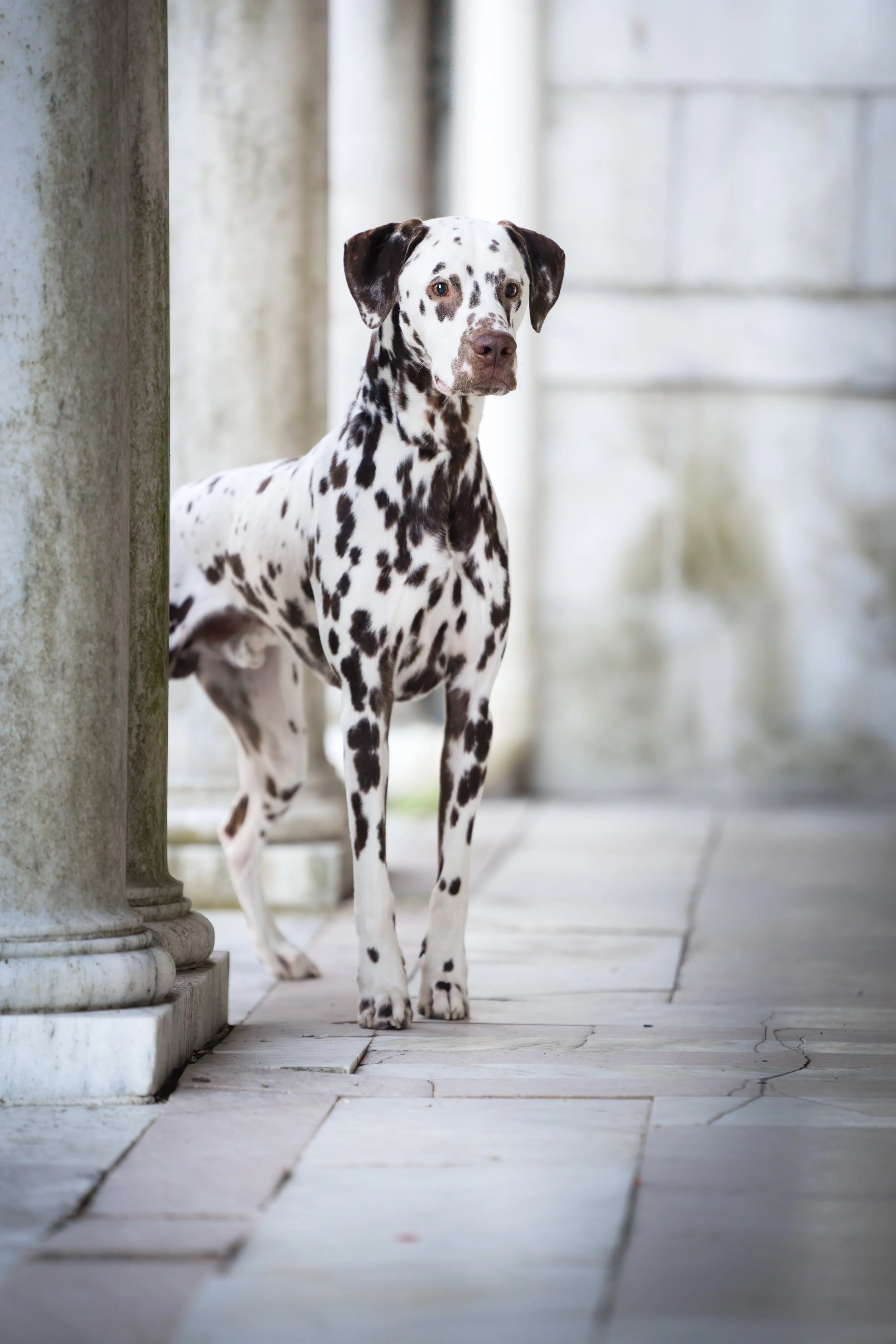 A Dalmatian dog standing on a tiled walkway, partially behind a stone column, with a background of stone walls.
