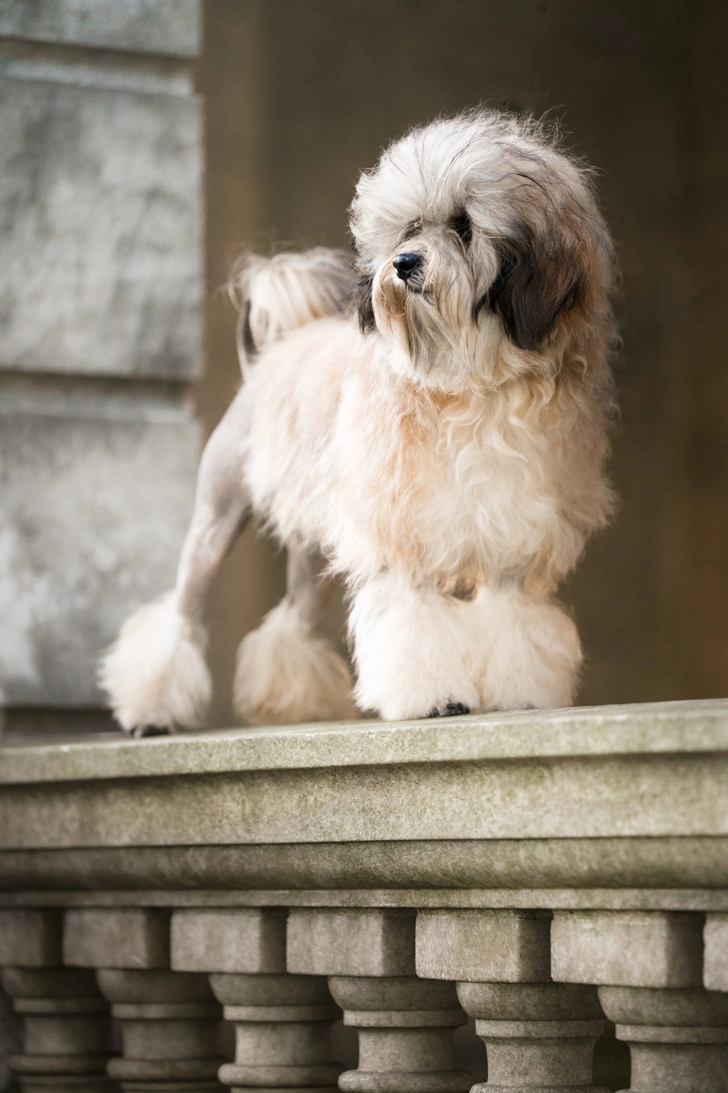 A Löwchen standing on a stone ledge with a stone wall in the background.
