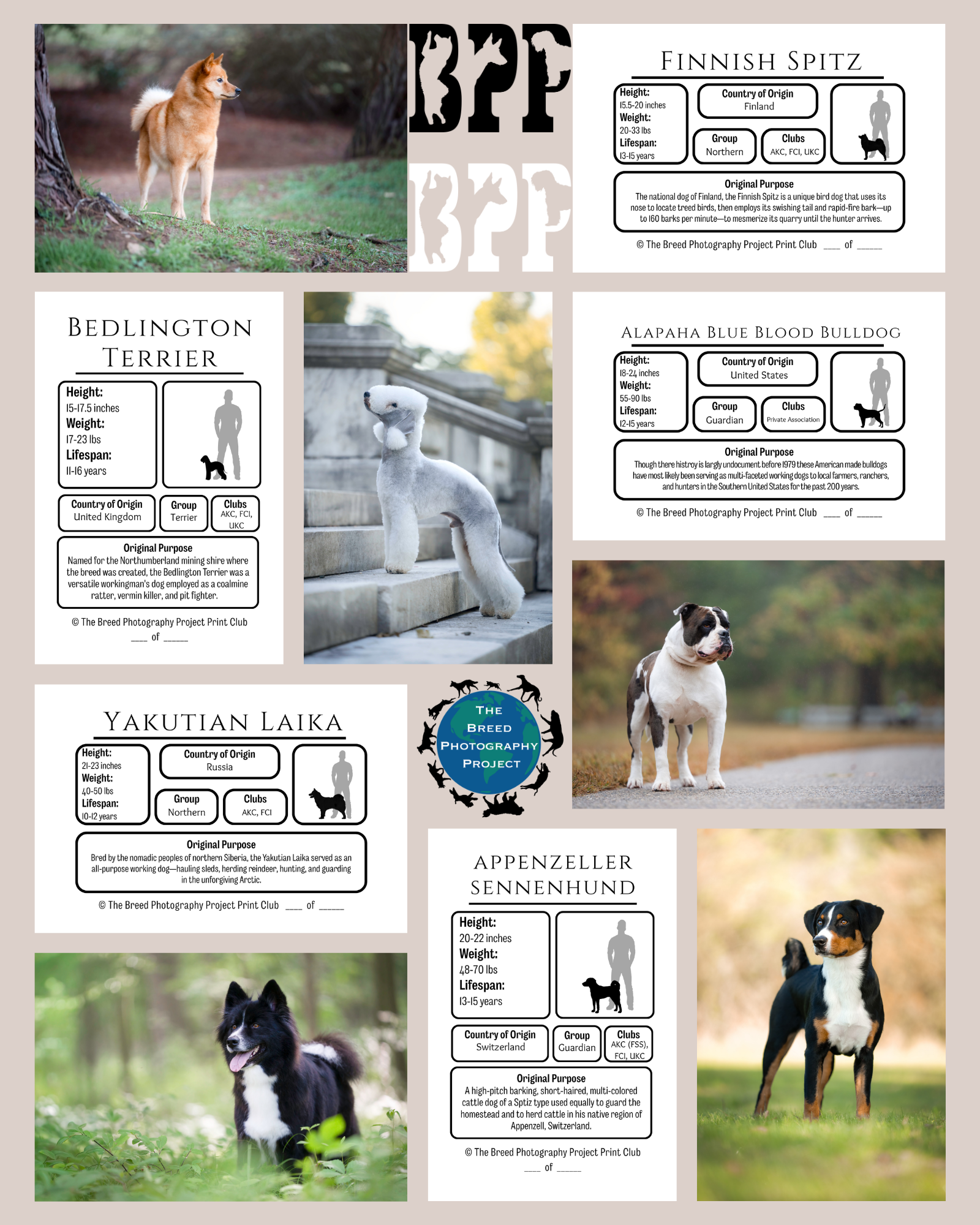 Doggie Mail