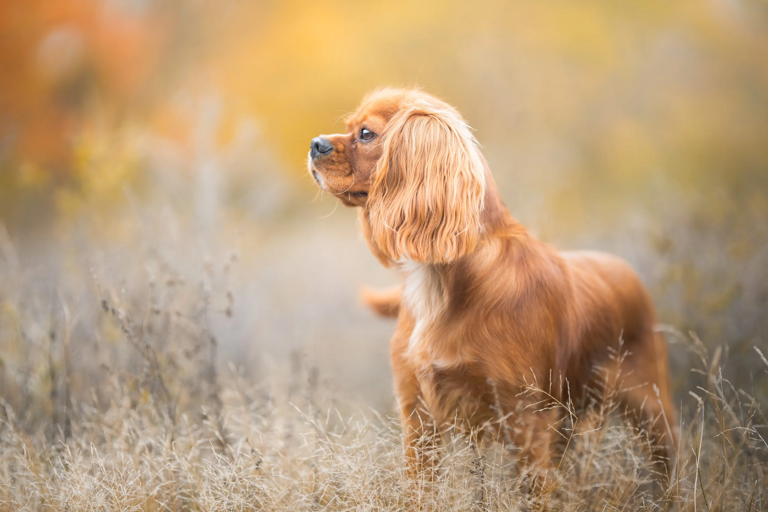 A Cavalier King Charles Spaniel sitting in a field of tall, dry grass with a blurred autumn-colored background.
