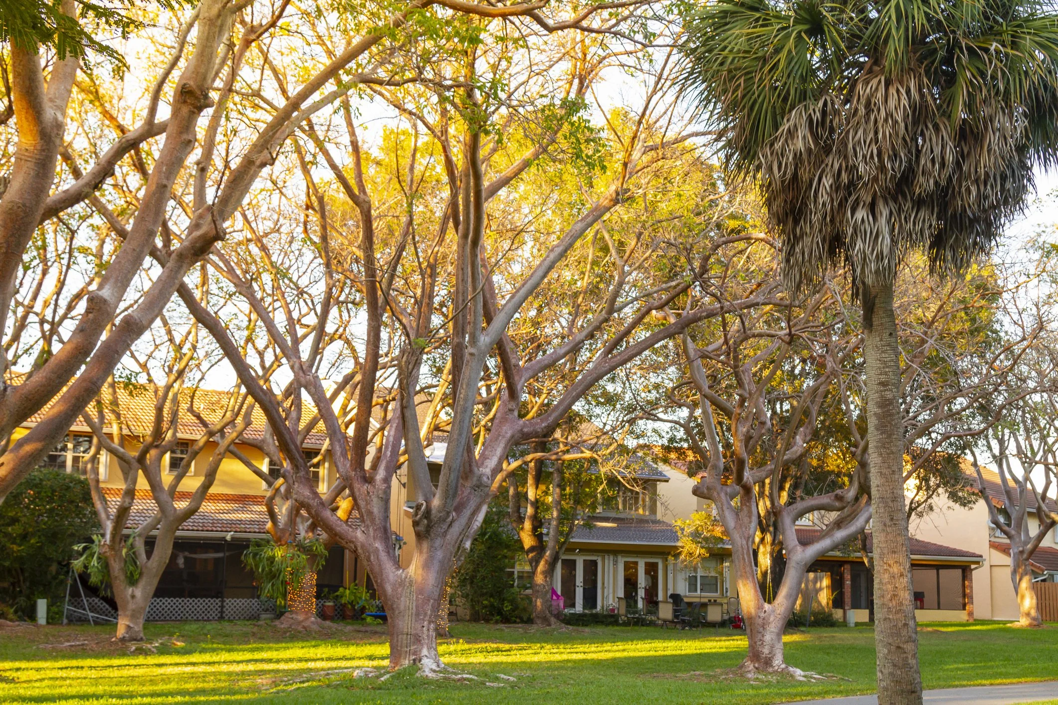 Sarasota Winter Tree Care: Trimming and Maintenance During Cooler Season