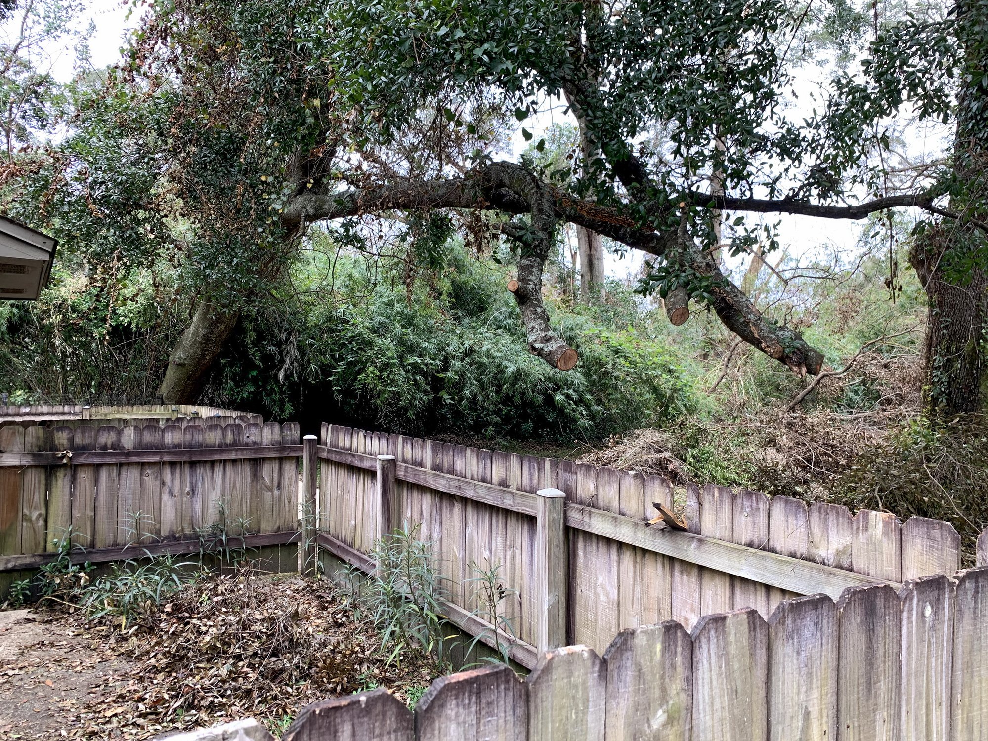 When Should a Tree Be Removed? How to Know It’s Time to Call the Experts