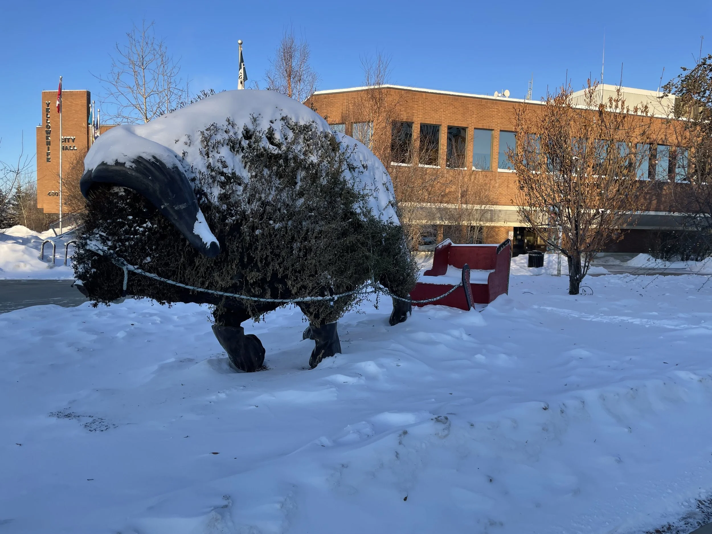 Musk-ox in ellowknife_ADG.jpeg