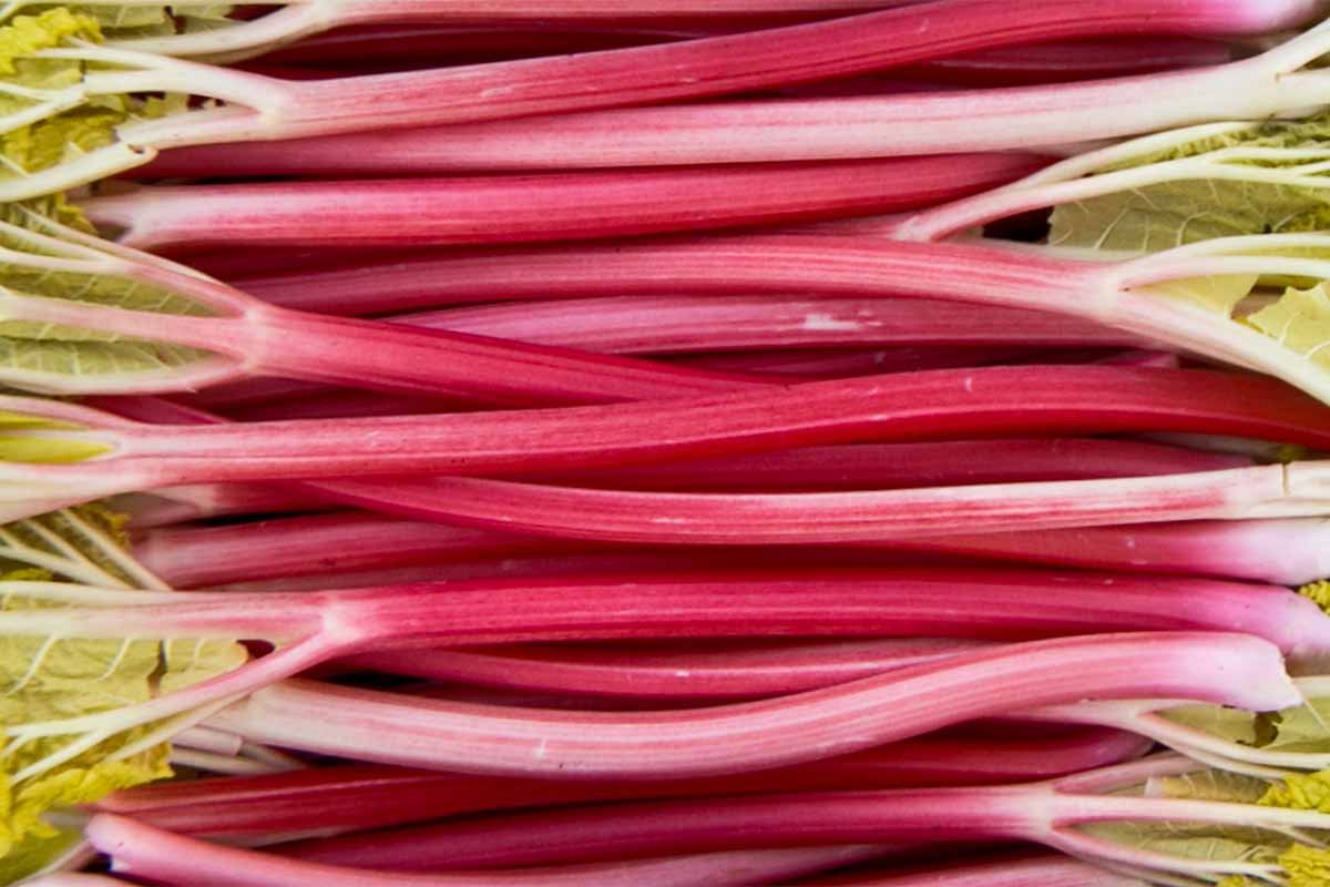 Yorkshire forced rhubarb