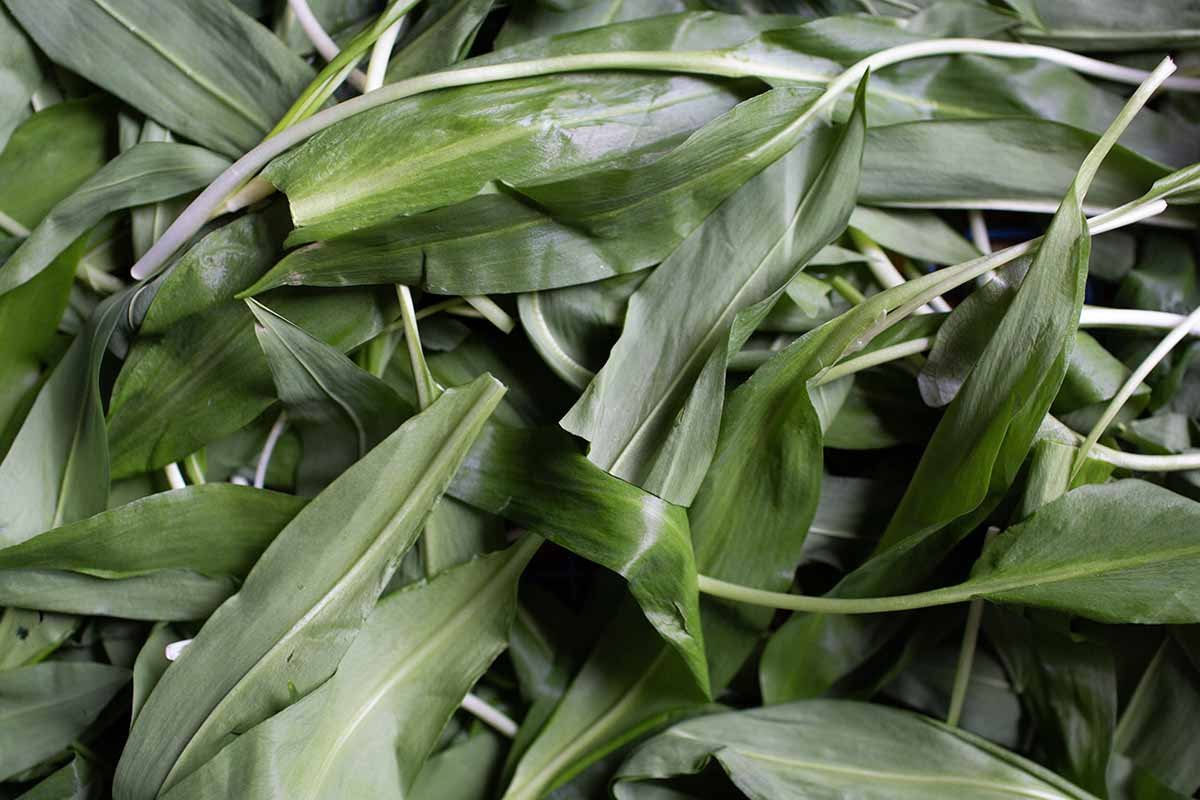 Wild garlic