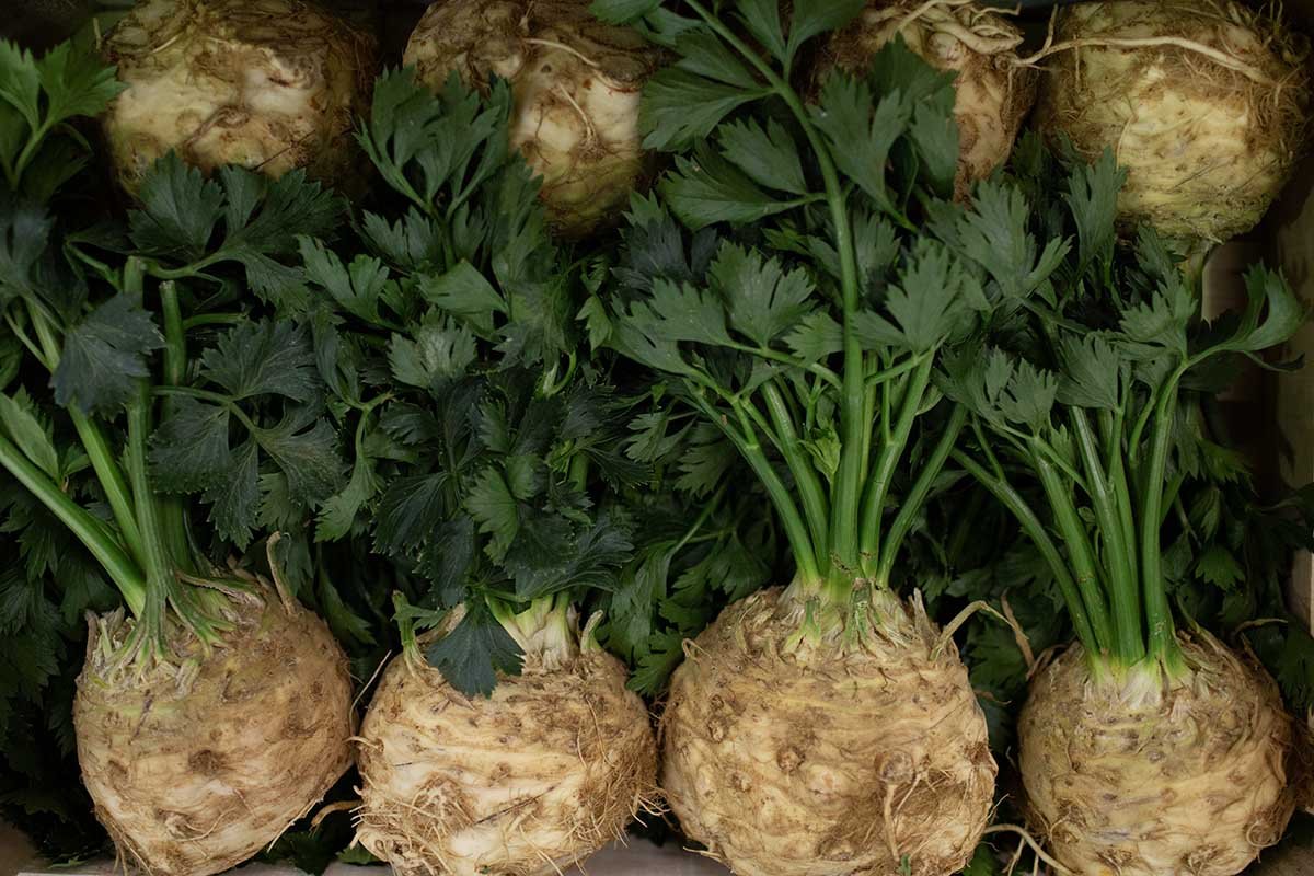 Leafy celeriac