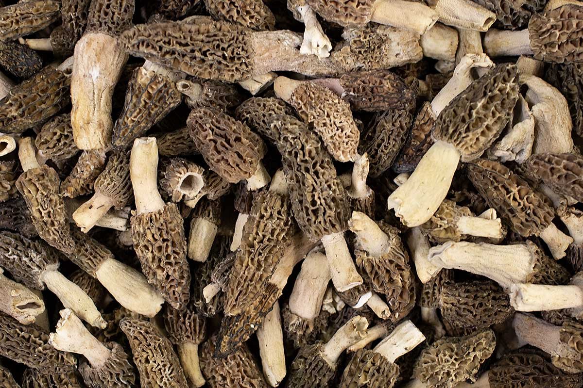 Morel mushrooms