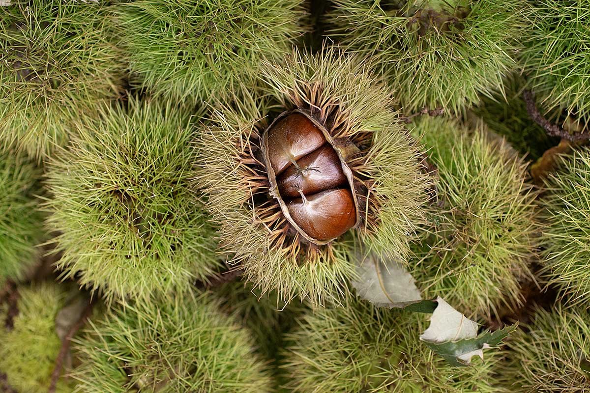 Chestnuts in the shell