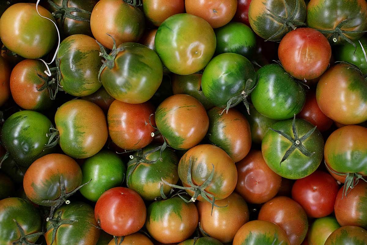 Camone tomatoes