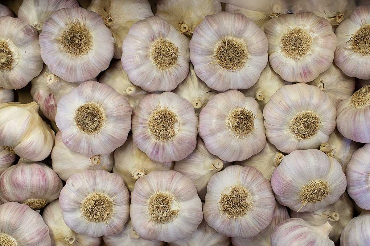 Lautrec garlic