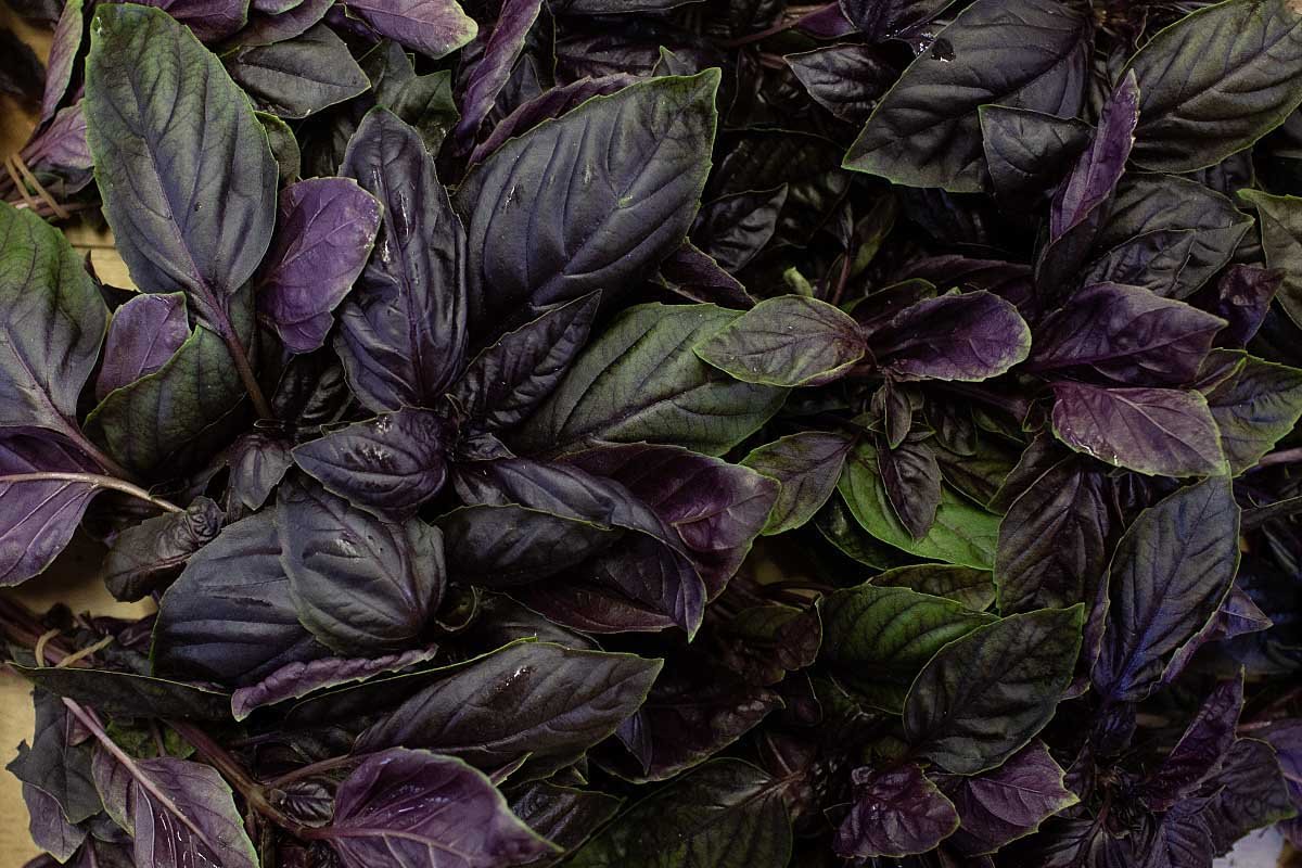 Purple basil