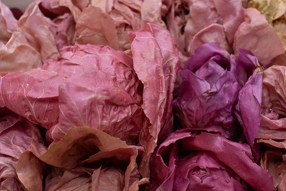 Pink radicchio