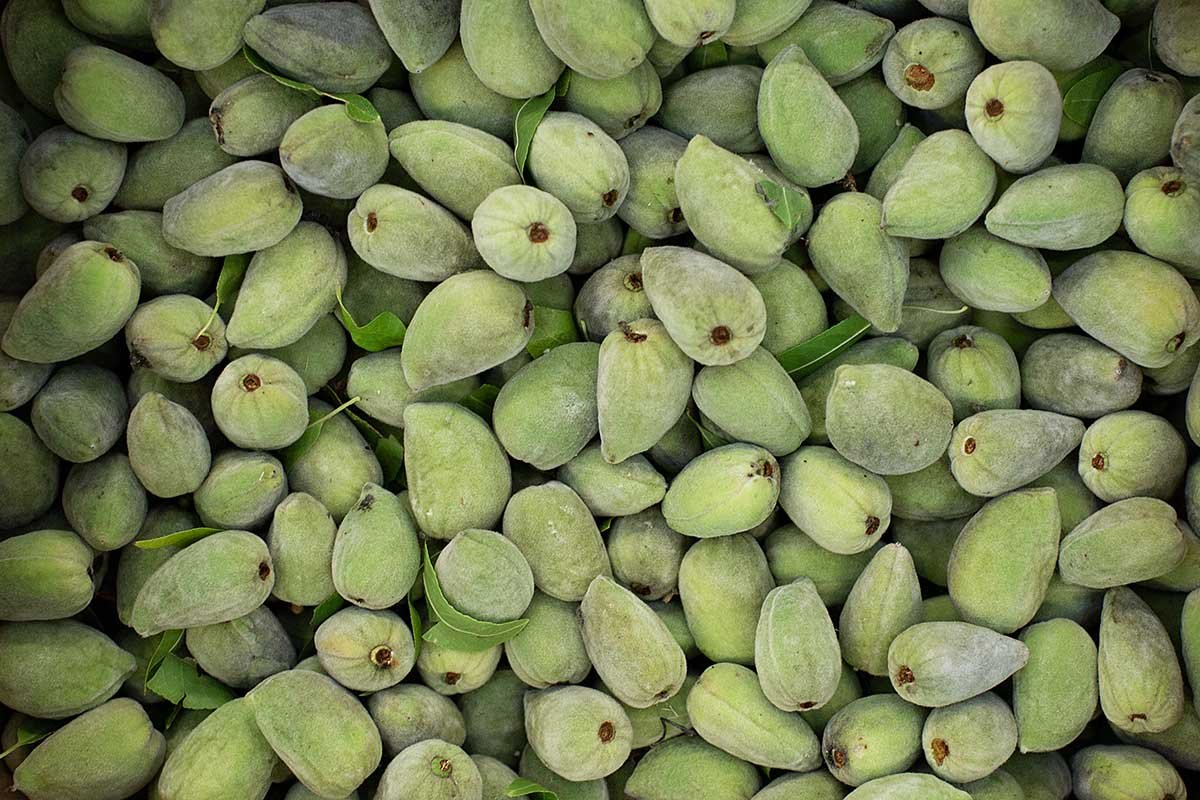 Green almonds