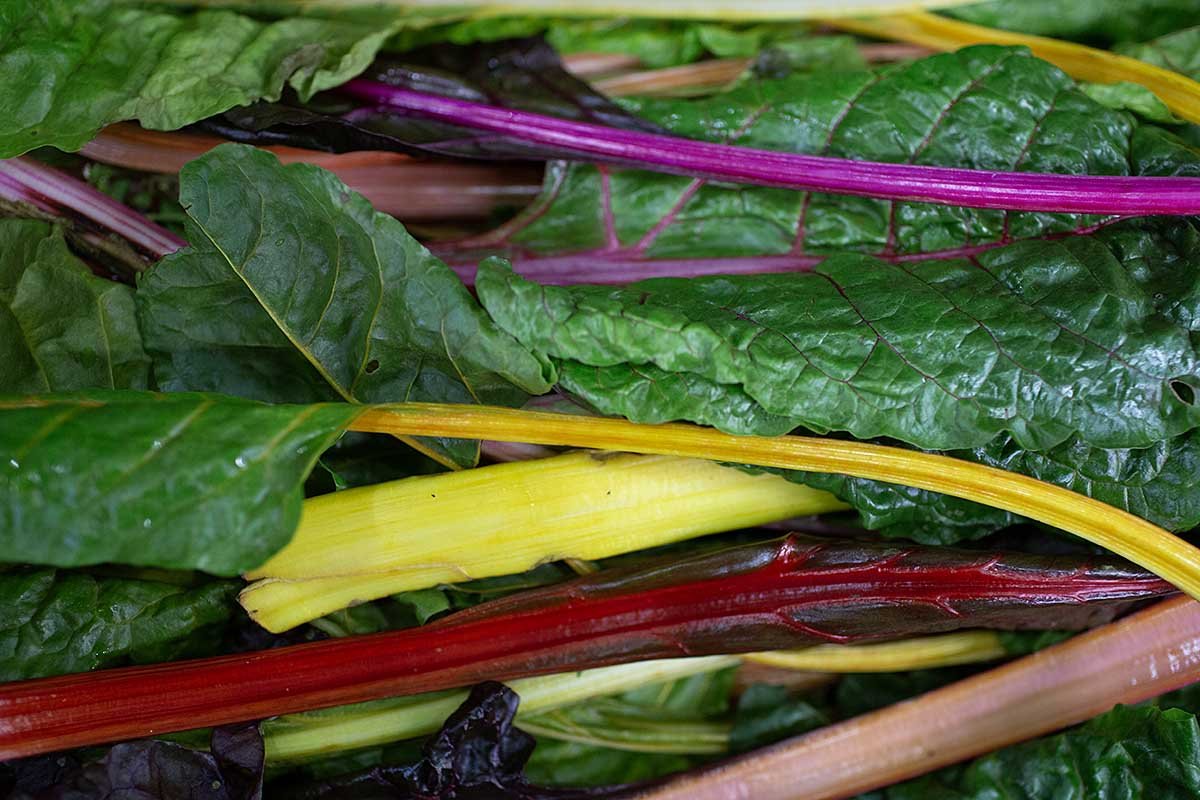 Rainbow chard