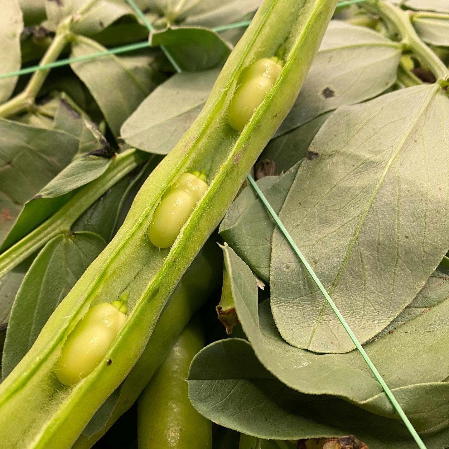 Beautiful Italian Broad Bean fresh in and lots more here tonight at French Garden. 🙌 😍

#finefoods #finedining #londonrestaurant #londonrestaurants #londonfoodguide #londonchef #instachef #londonchefs #michelinstar #michelinstarlondon #connossieur 