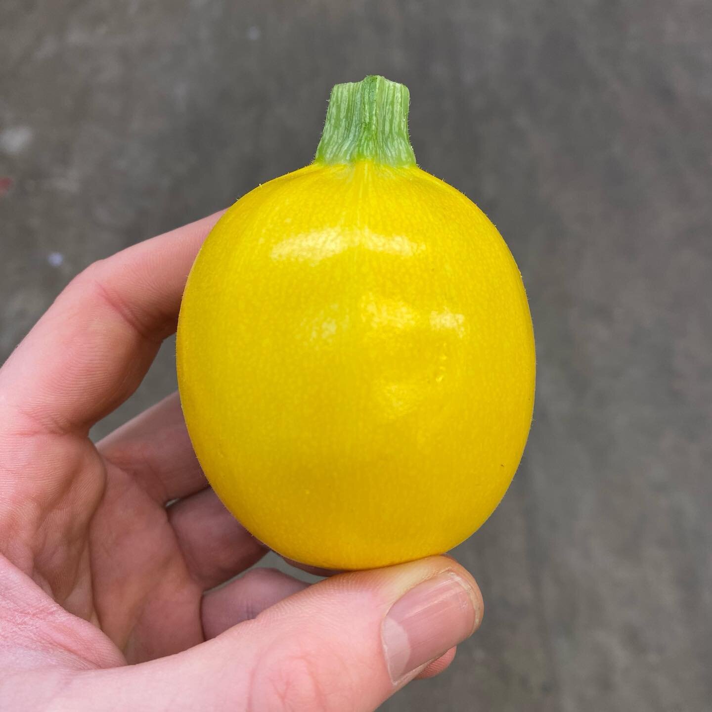 The beautiful yellow round courgette finally back in stock 🙌🥰🤤

#finefoods #finedining #londonrestaurant #londonrestaurants #londonfoodguide #londonchef #instachef #londonchefs #michelinstar #michelinstarlondon #connossieur #londoneats #greengroce