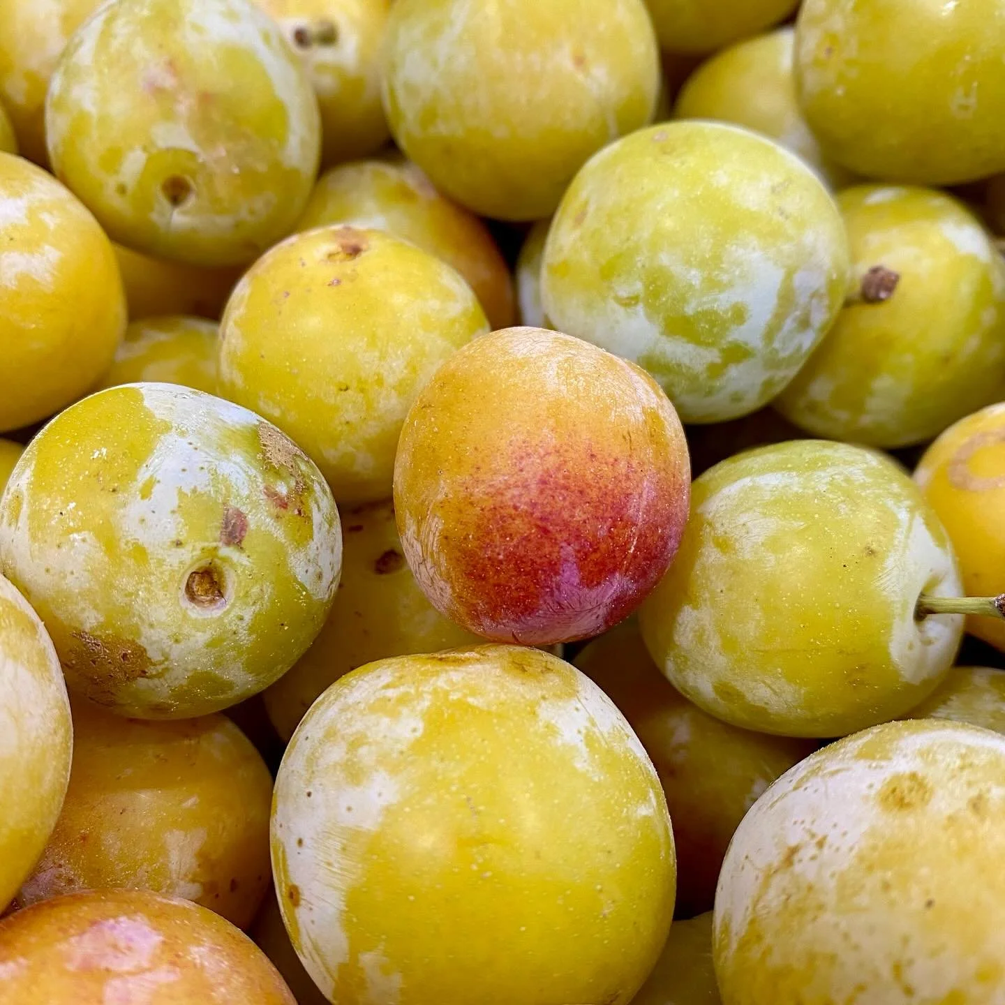 Sweet summer Mirabelle plum, fresh in here at The French Garden. 

#instafruits #londonchef #londonchefs #londonrestaurants #londonrestaurant #tastelondon #finedininglovers #instafood #freshfruits #freshfruit #bestinthebusiness #bestintheworld #fresh