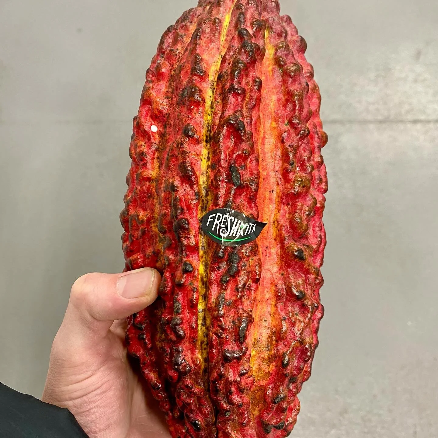 Fresh Cacao Pod straight from the Dominican Republic and delicious edible multi coloured corn in from Spain. 

Always something different and unique available here at the French Garden.