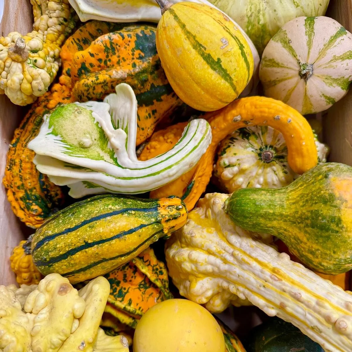 Autumn season is upon us again. Beautiful Squashes, wild mushroom and early citrus are a particular treat this time of year. 🎃

Come try for yourself here at the French Garden. 

#frenchpear #instafood #foodphotography #londonrestaurants #londonrest