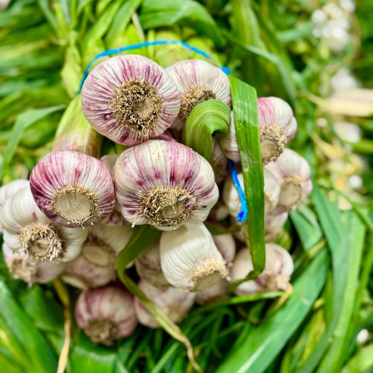 Chandeliers of French Wet Garlic. 

A seasonal showstopper fresh in here at The French Garden.

#frenchfinedining #londoneat #michelinstsr #londonfoodie #frenchgarden