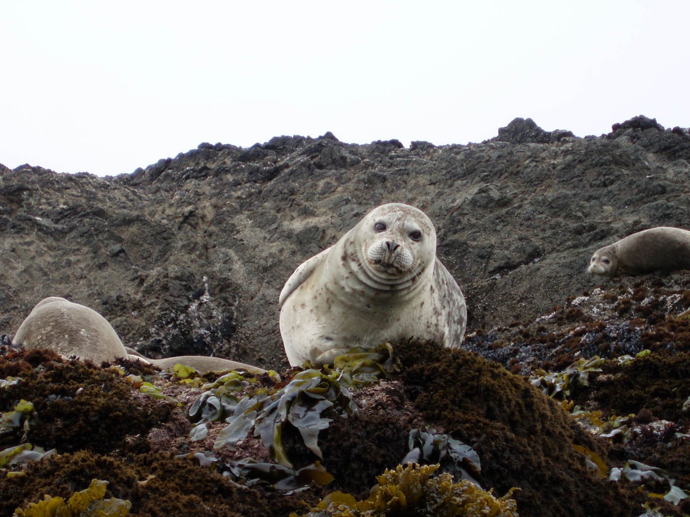 kayak-mendocino-Home_Seal.jpg