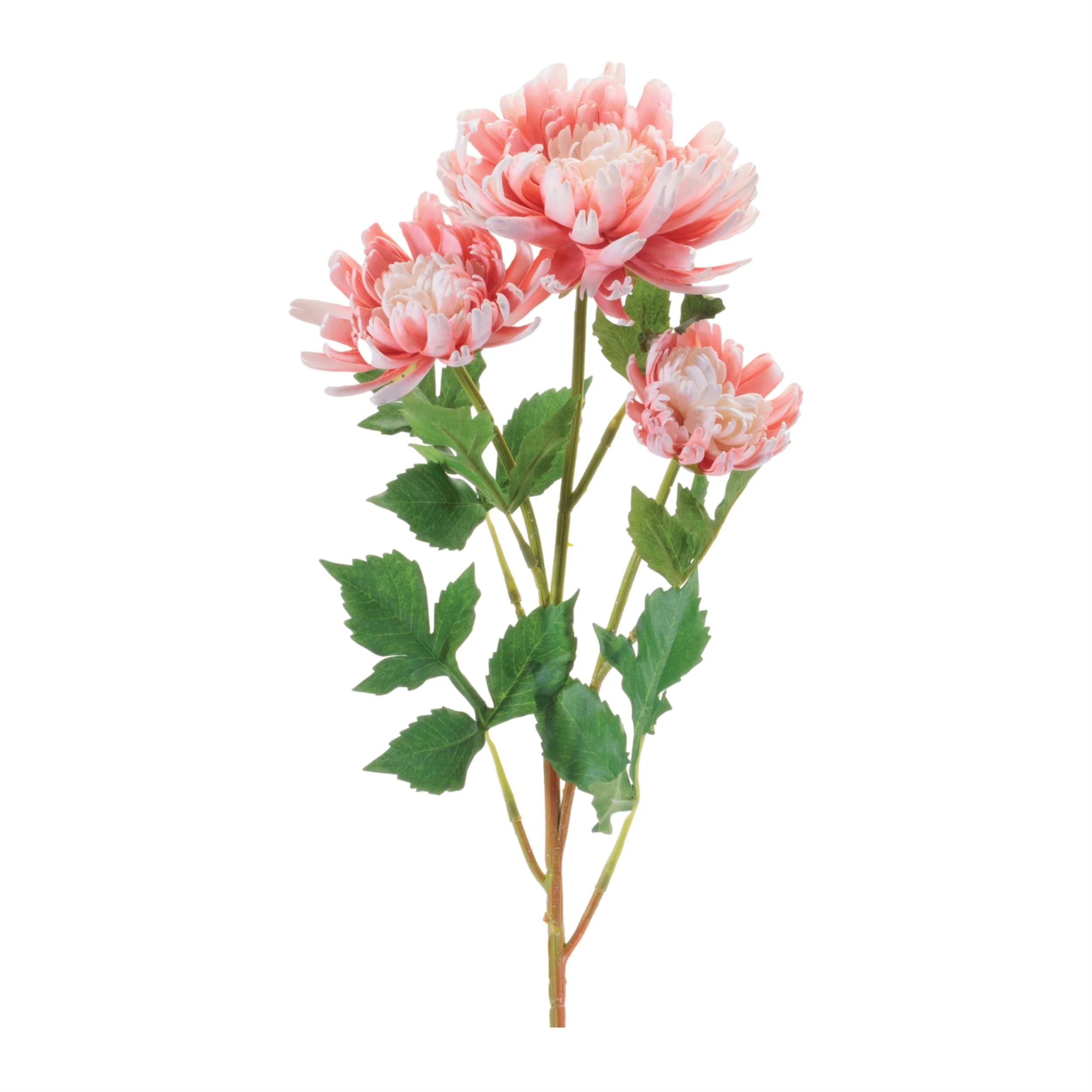 soft-pink-chrysanthemum-floral-stem.jpg