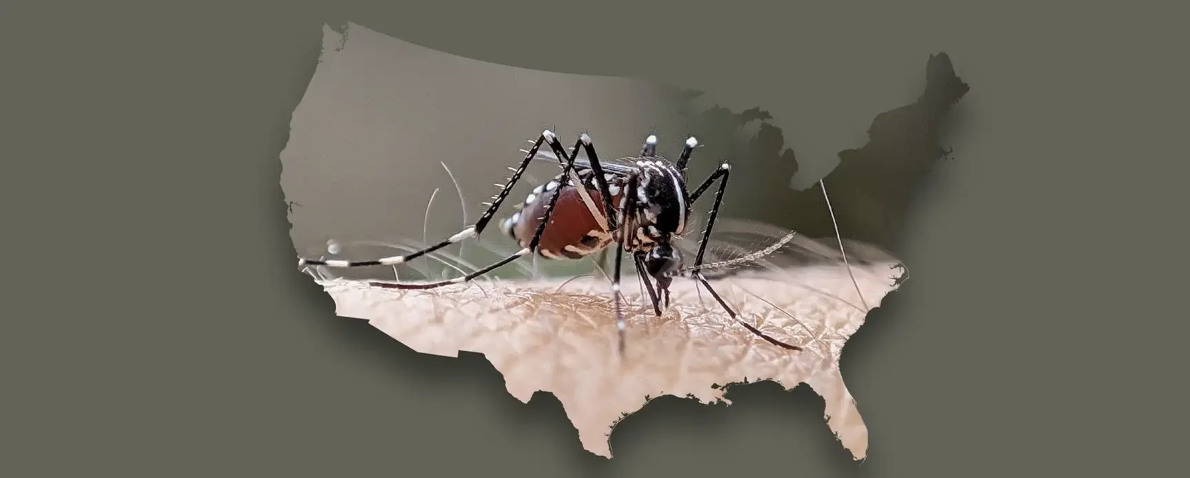 Mosquito Season is Stretching Longer in Southwest Louisiana Here's What That Means for Us