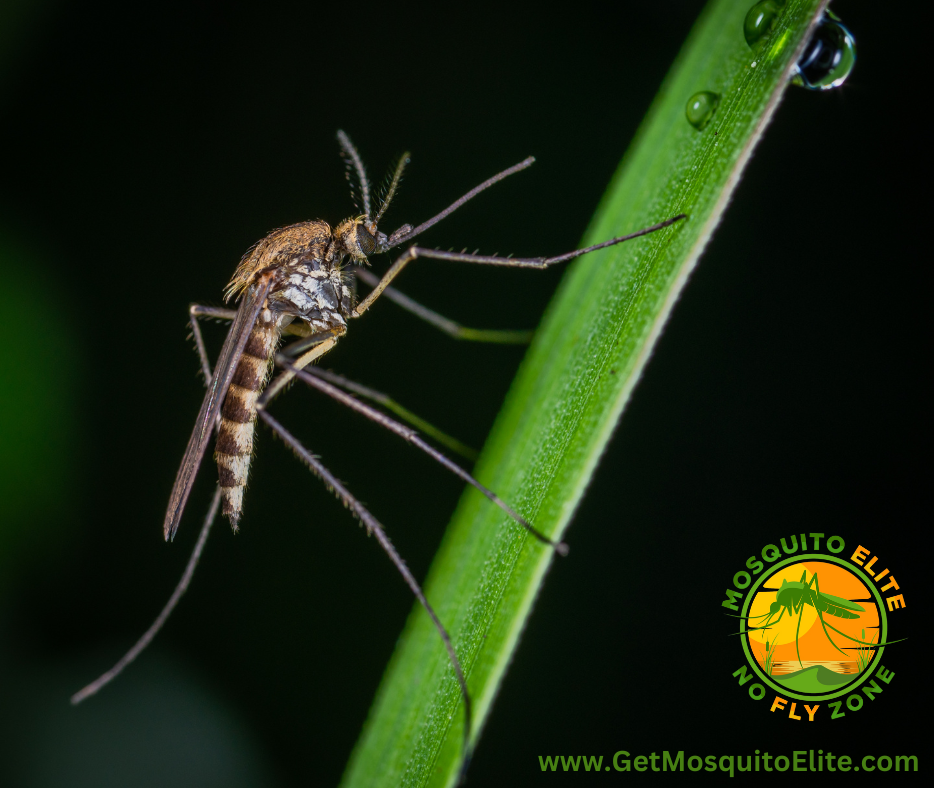The Smart Way to Finally Beat Mosquitoes: Choosing a Trusted Control Company