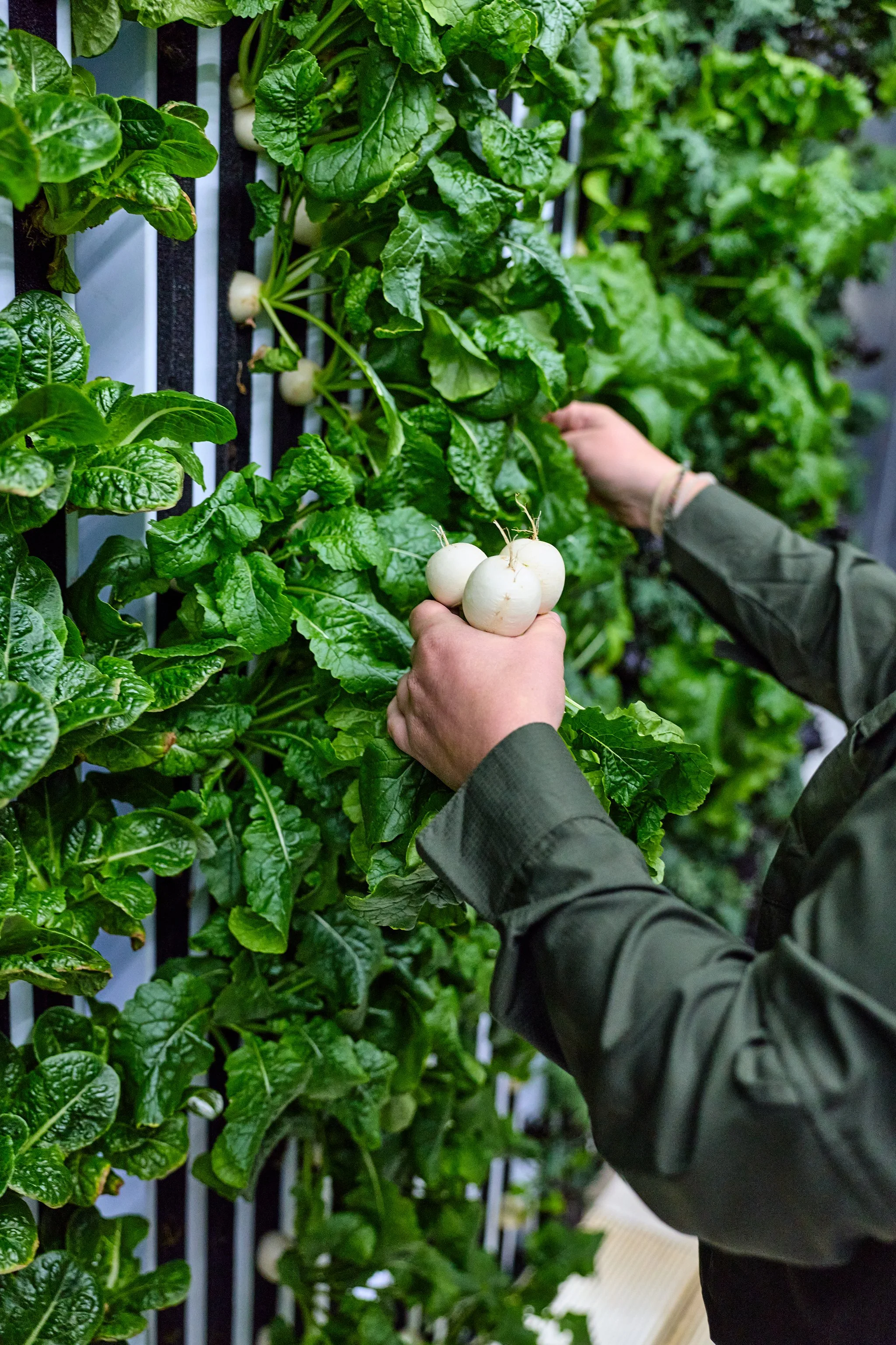 White turnips being harvested from Botanica Fresh Farm vertical farming