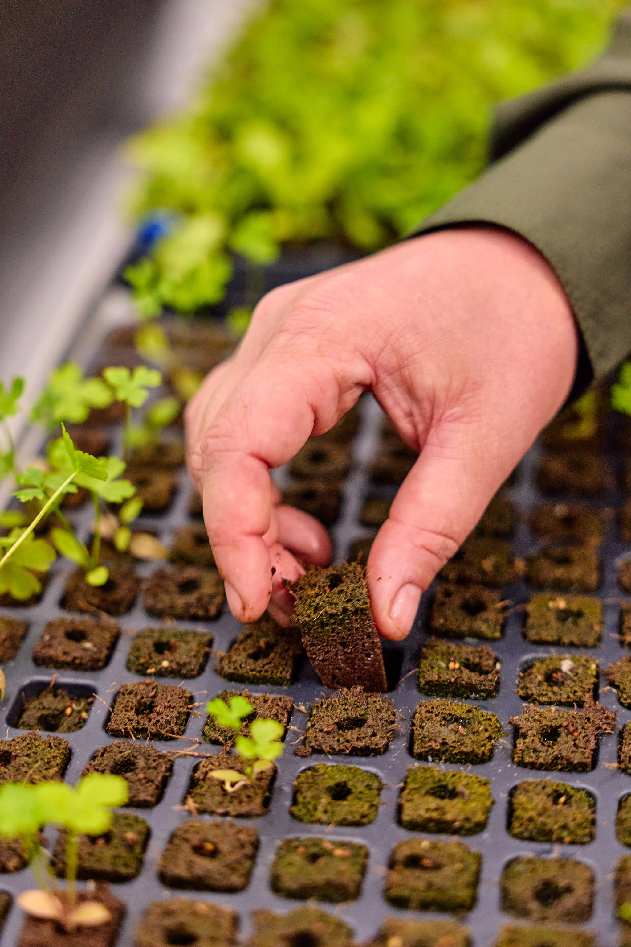 Placing a soil square into a seed tray