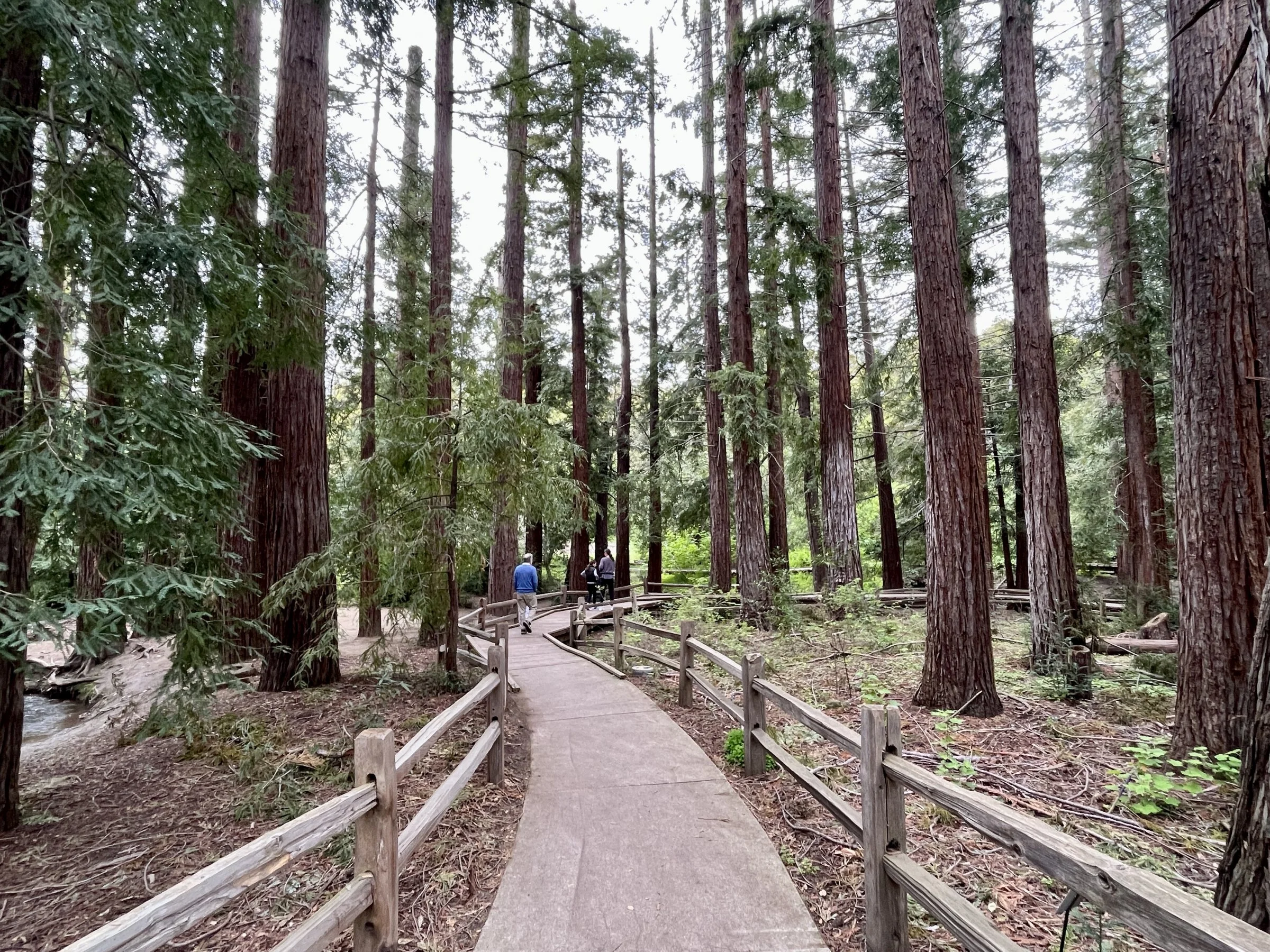 Los Altos_Jenny Russo (2).jpeg