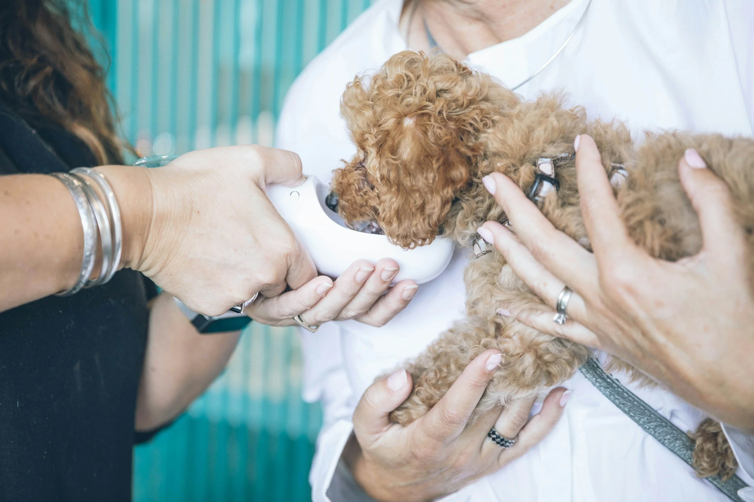 A dog drinks from a bowl while receiving treatment at a veterinary clinic in Charlottesville, Virginia.