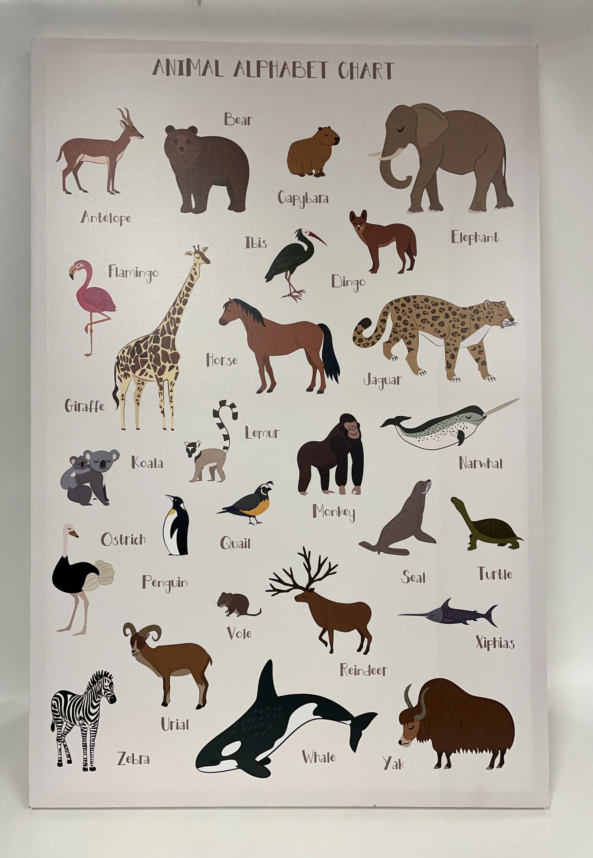Cadre « Animal alphabet chart » en anglais, 91 cm x 61 cm.