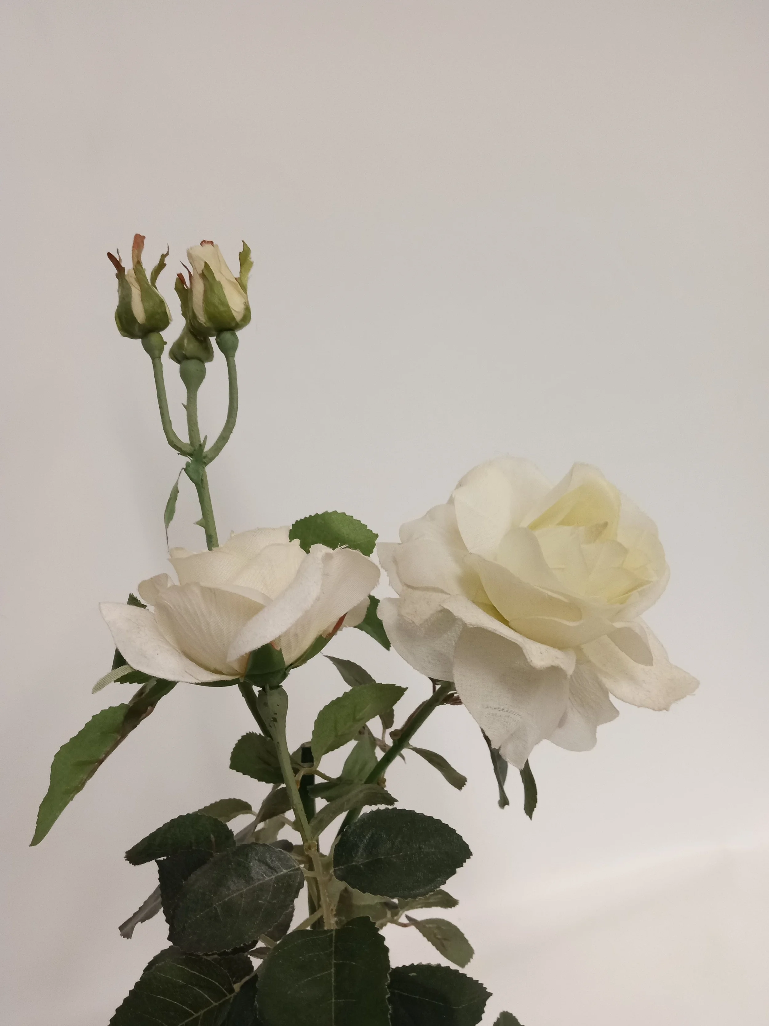 IMG_20260710_145342546.jpg