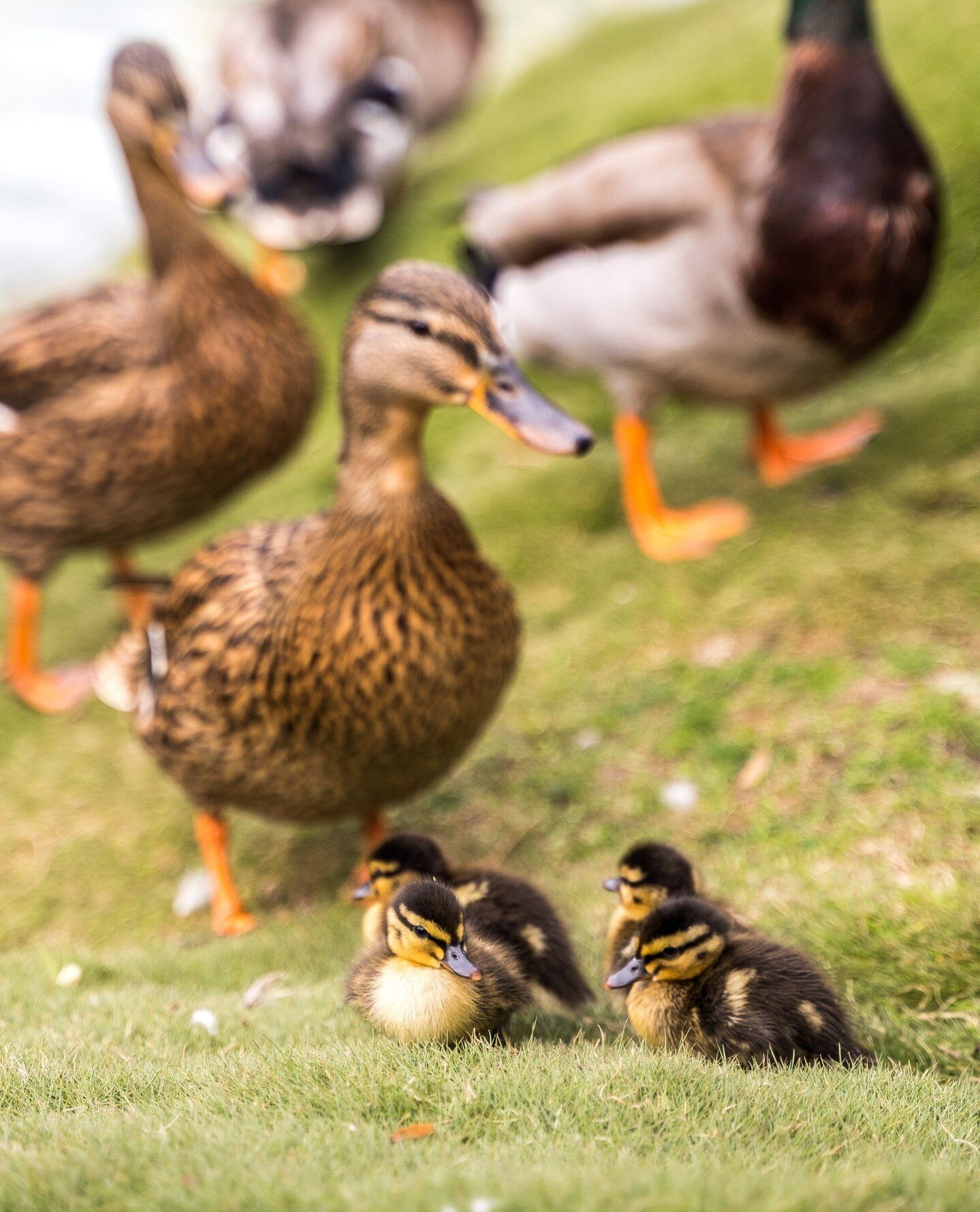 In honor of the first official day of spring, here are some special Seaport residents to inspire a little serotonin boost. 🦆🍀