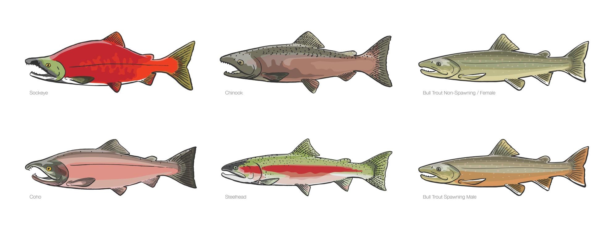 Salmon-Species.jpg